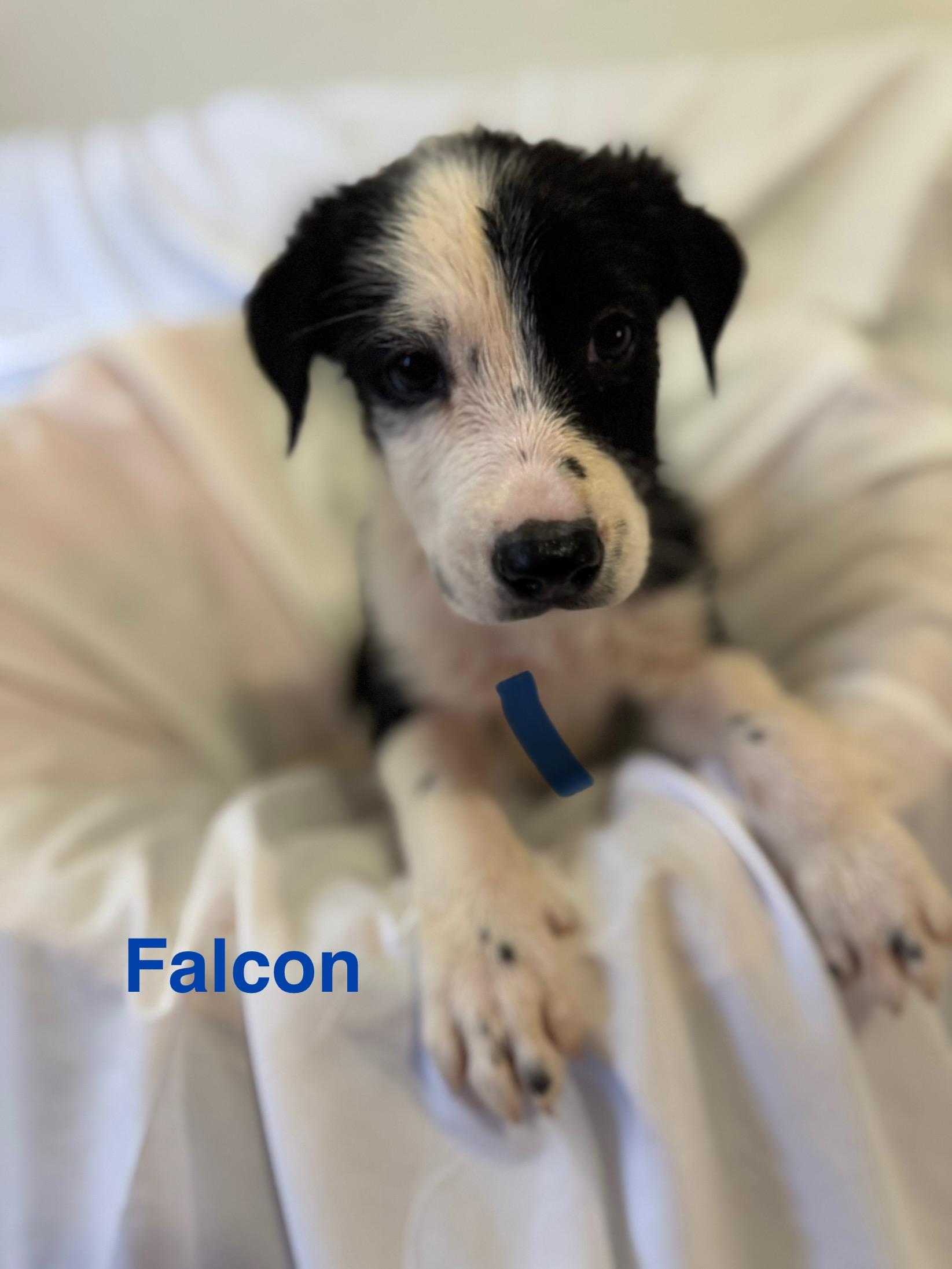 Falcon 0125