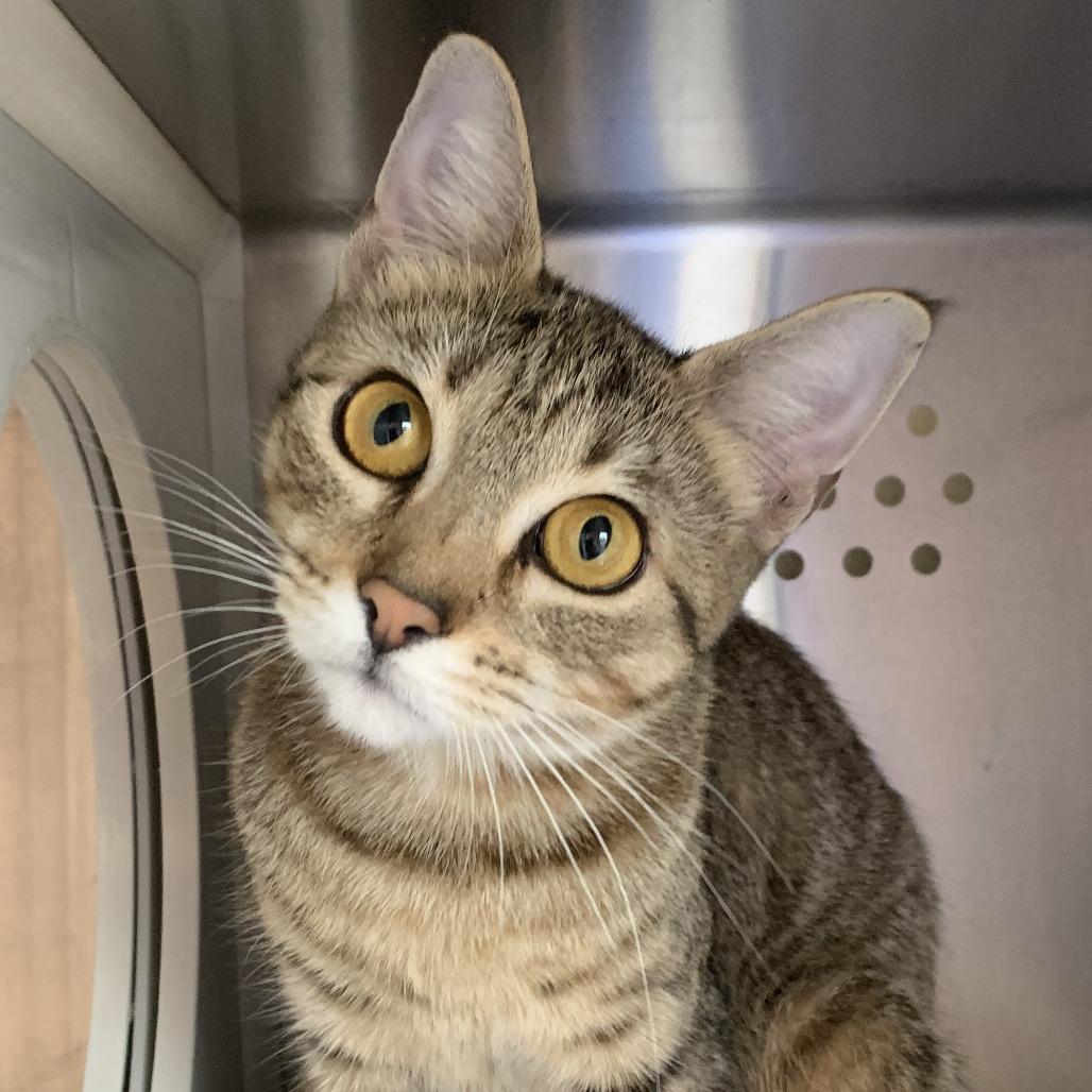 Enlarge Yara, a Adoptable mixed breed in Washburn, MO image 1/1