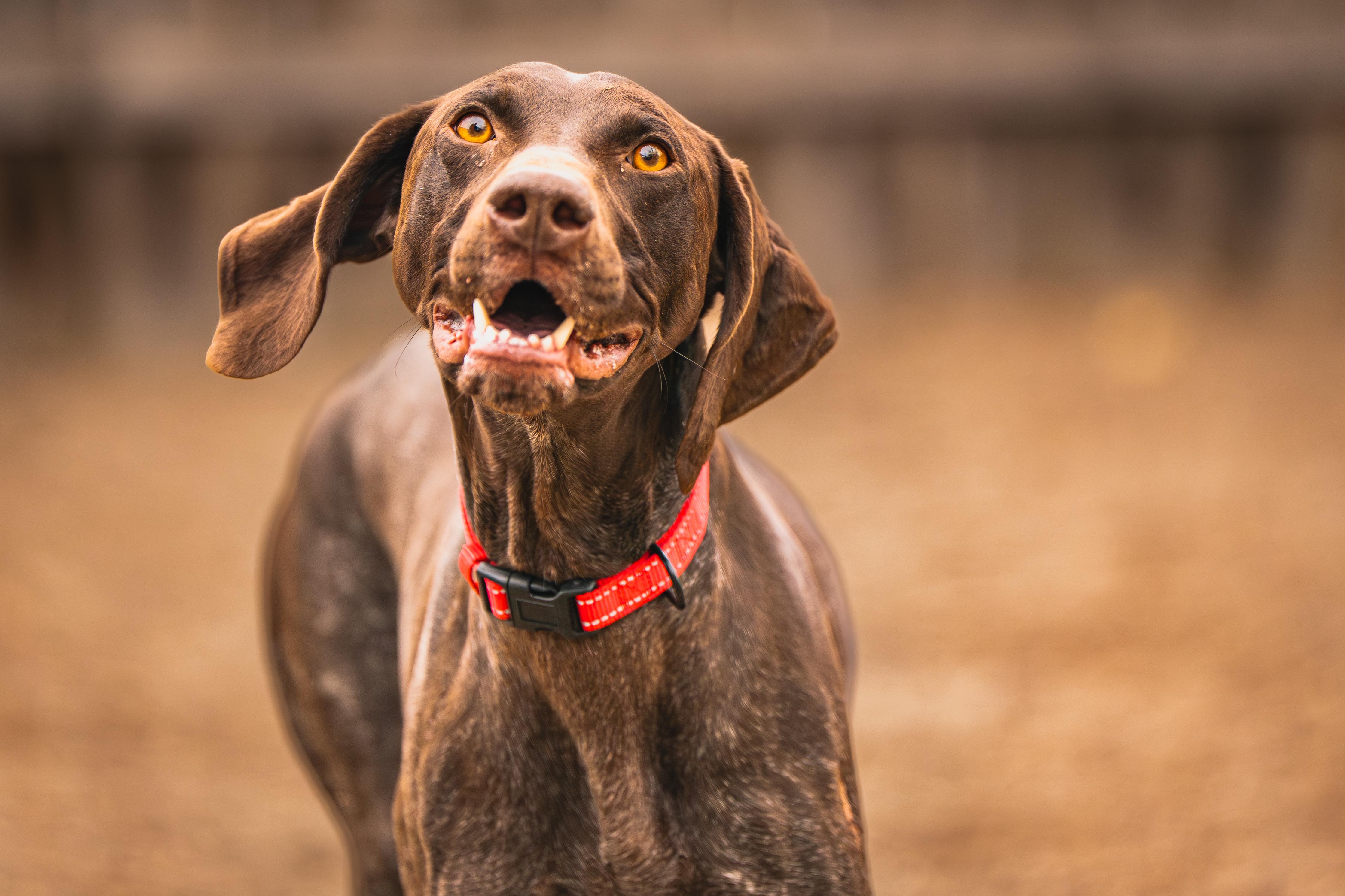 Enlarge Jenny, an adopted German Shorthaired Pointer in Red Wing, MN image 1/6