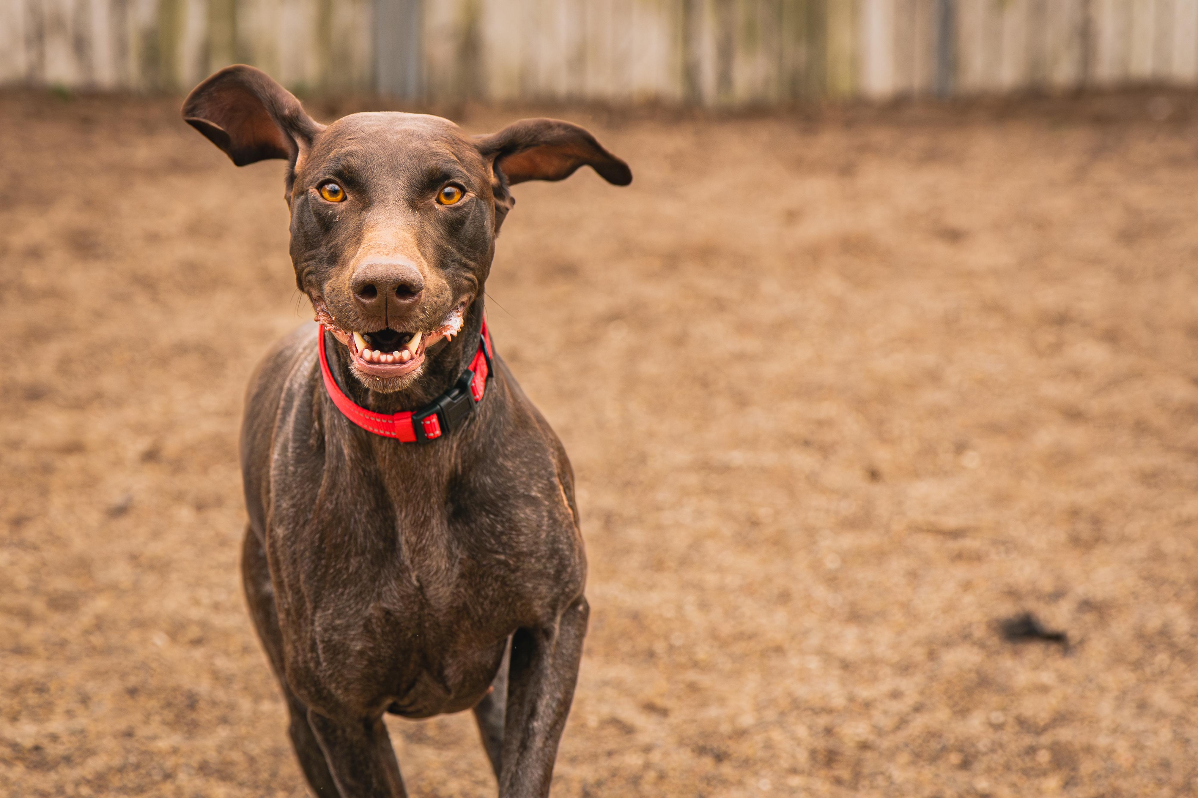 Enlarge Jenny, an adopted German Shorthaired Pointer in Red Wing, MN image 2/6