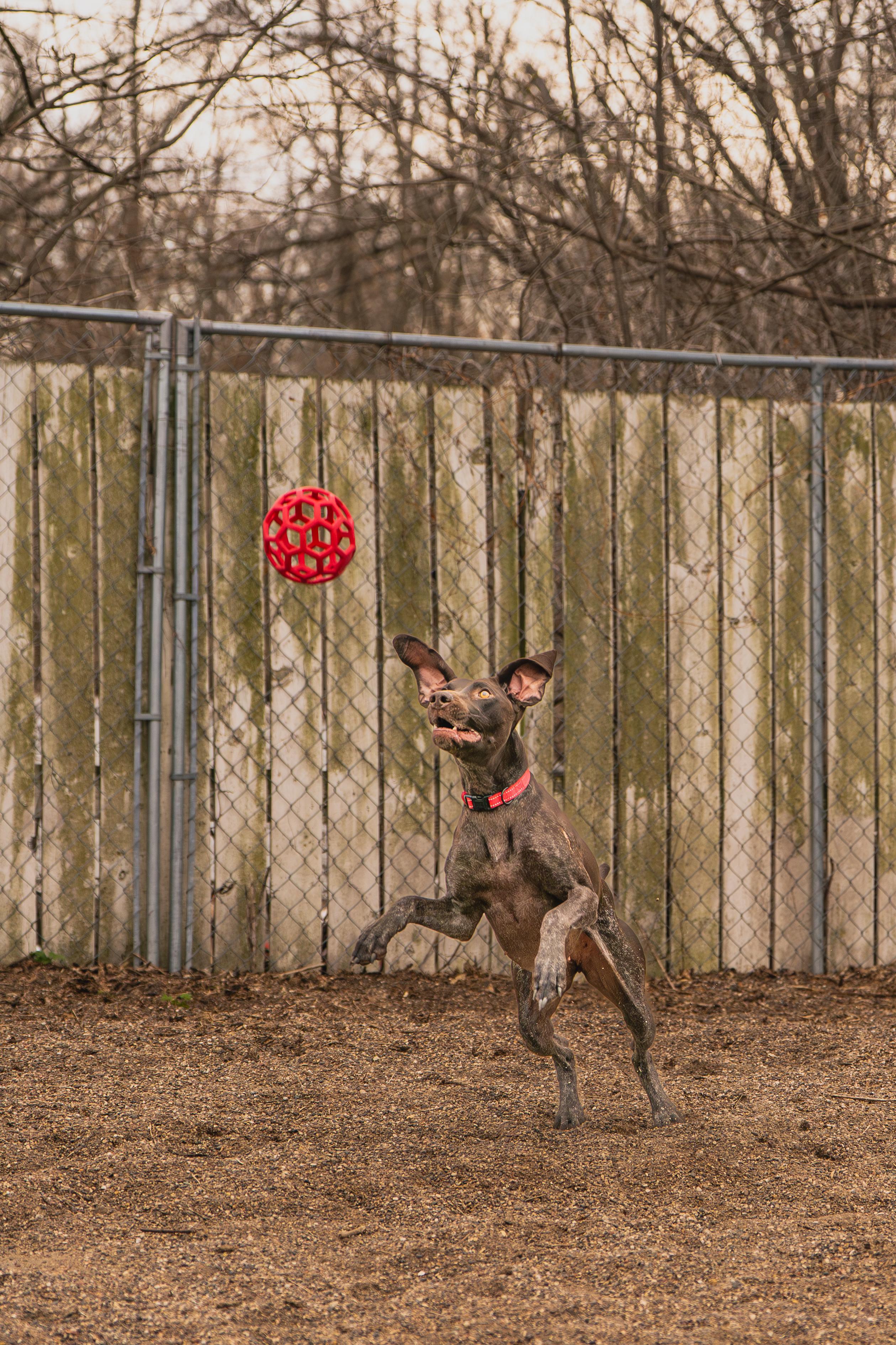Enlarge Jenny, an adopted German Shorthaired Pointer in Red Wing, MN image 5/6