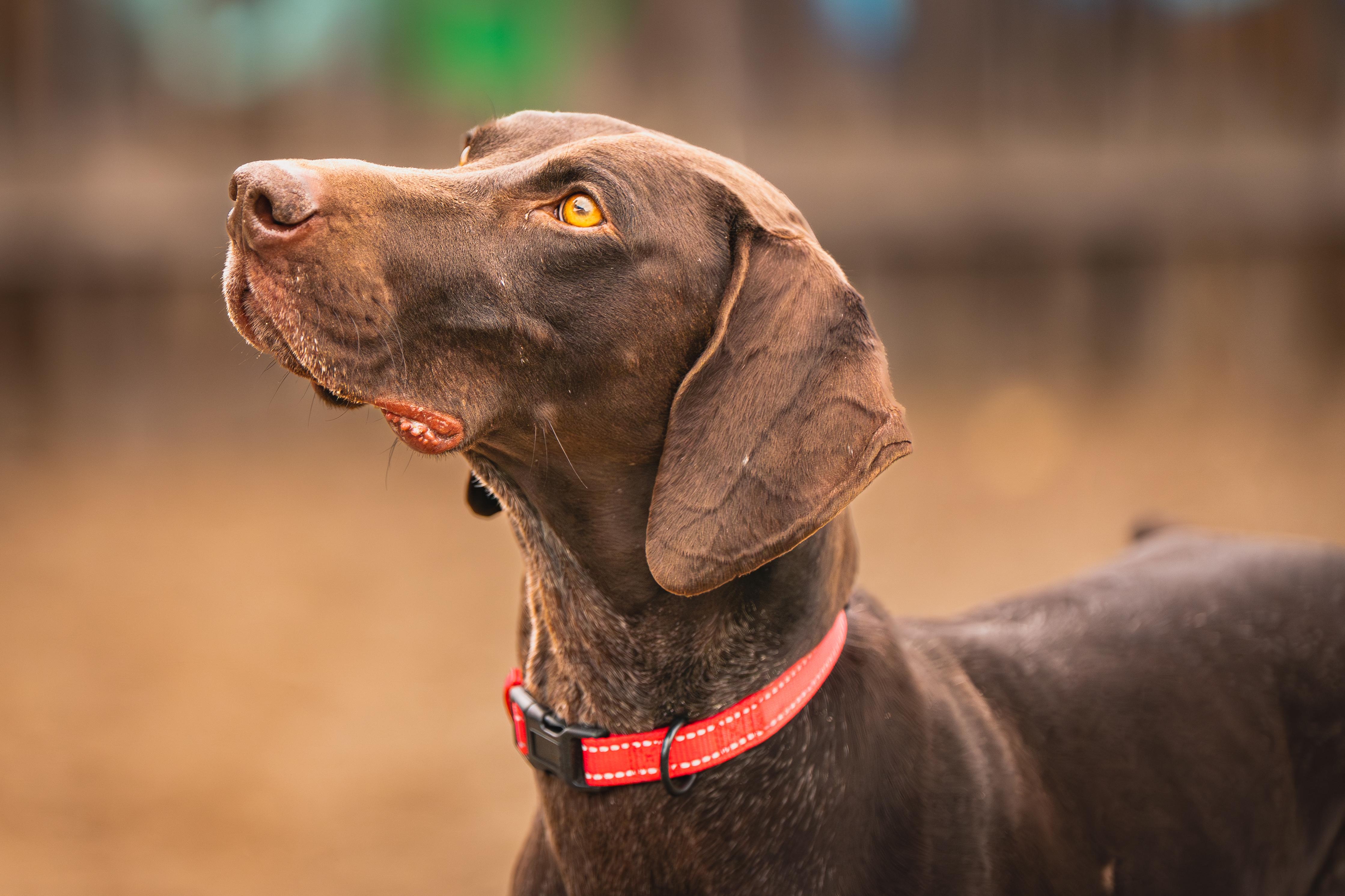 Enlarge Jenny, an adopted German Shorthaired Pointer in Red Wing, MN image 3/6