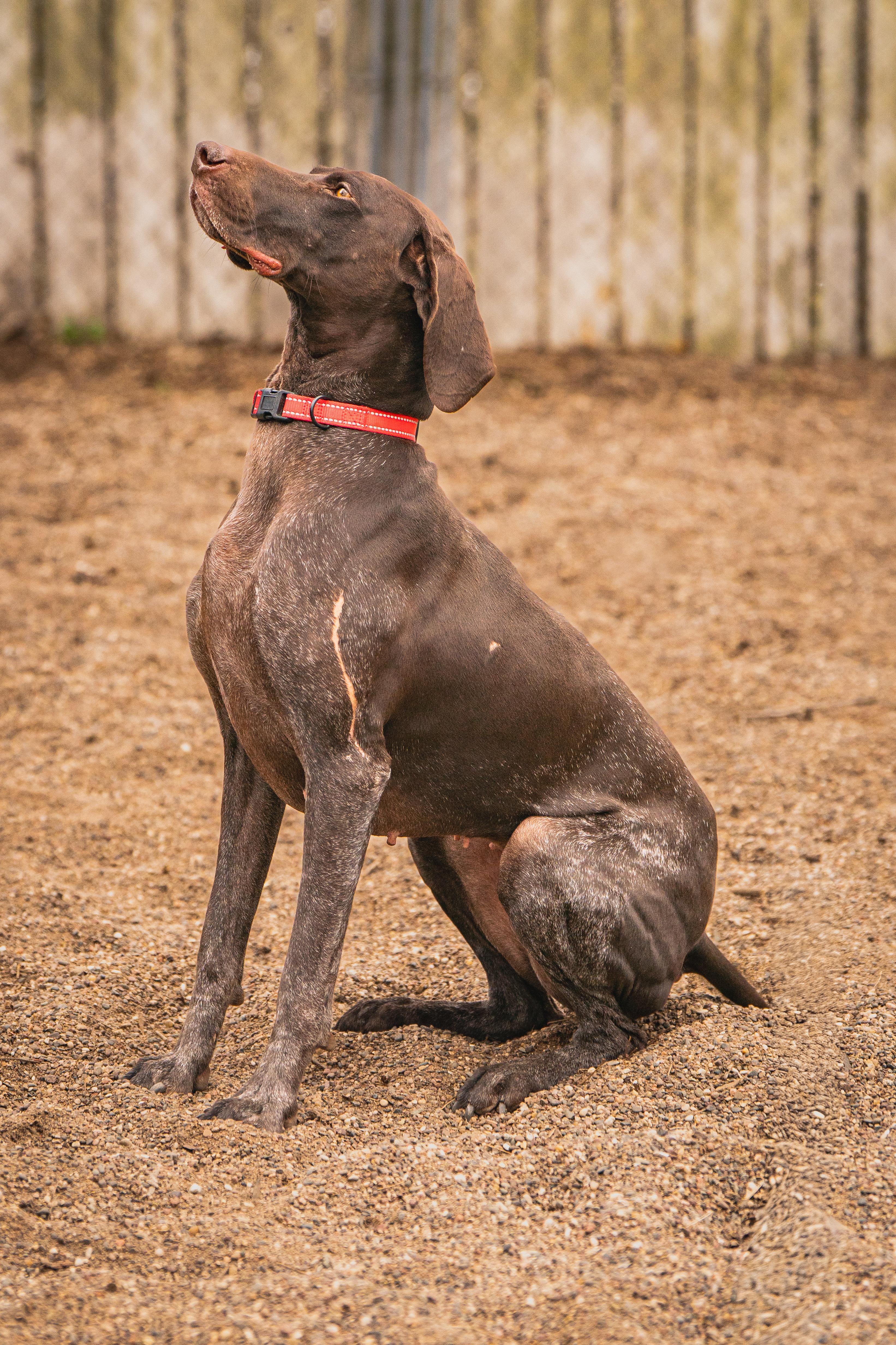 Enlarge Jenny, an adopted German Shorthaired Pointer in Red Wing, MN image 6/6