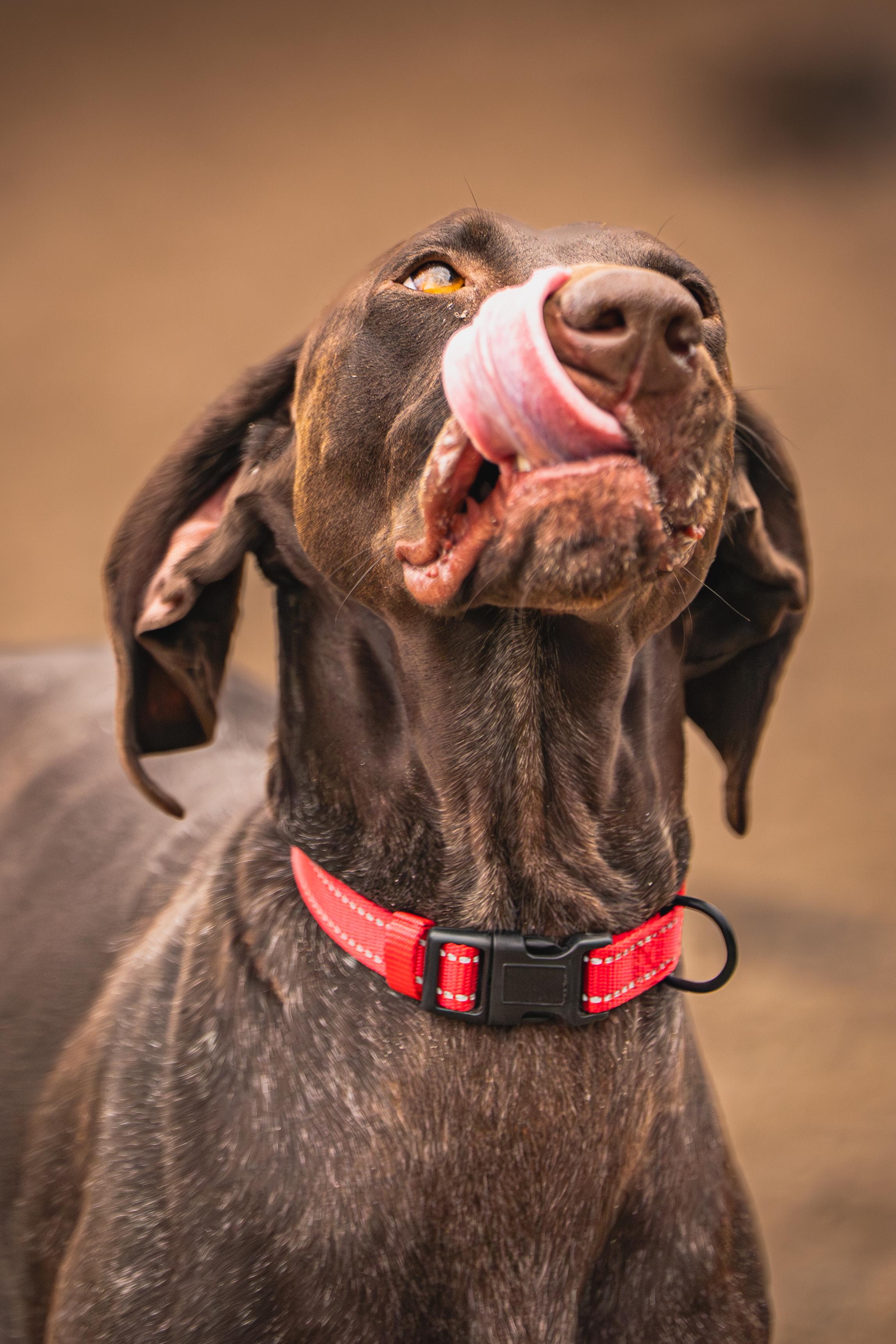 Enlarge Jenny, an adopted German Shorthaired Pointer in Red Wing, MN image 4/6