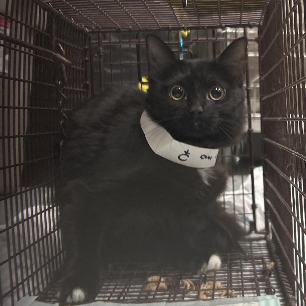 Enlarge C3, a Adoptable Domestic Medium Hair in Bronson, FL image 1/1