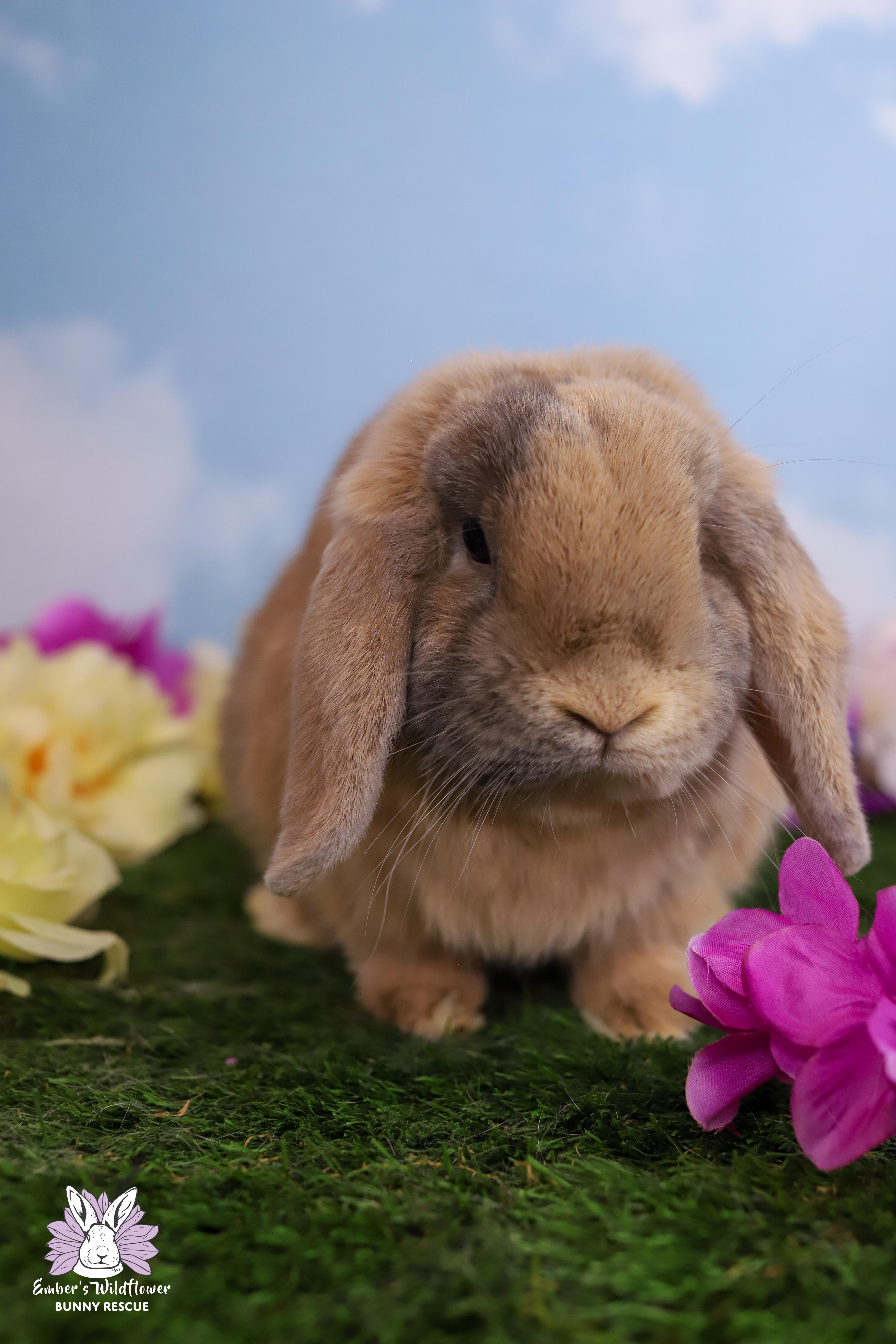 Enlarge Theo & Cocoa, a Adoptable Holland Lop in Redmond, OR image 3/3