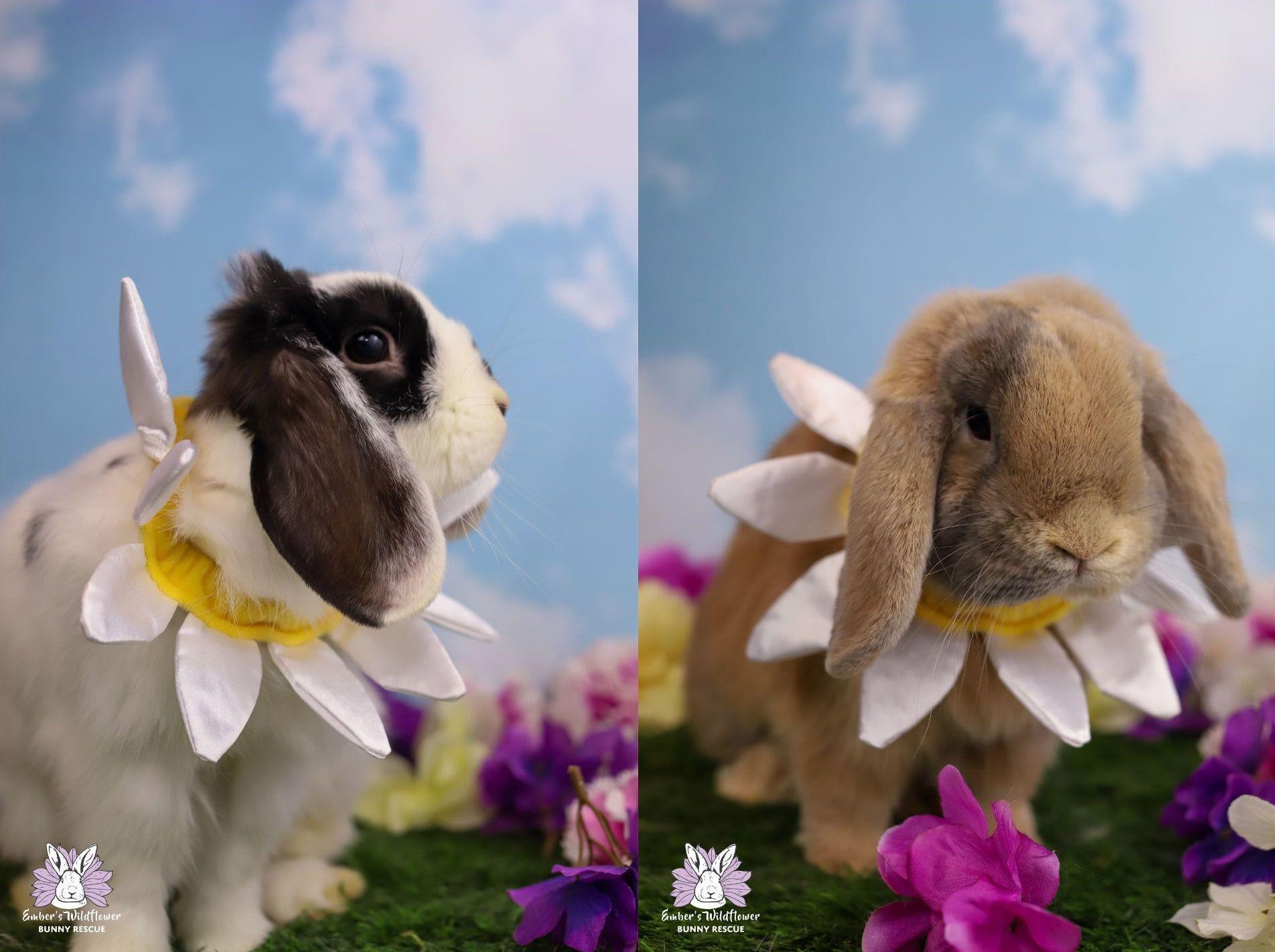 Theo & Cocoa, Adoptable, Young Male Holland Lop.