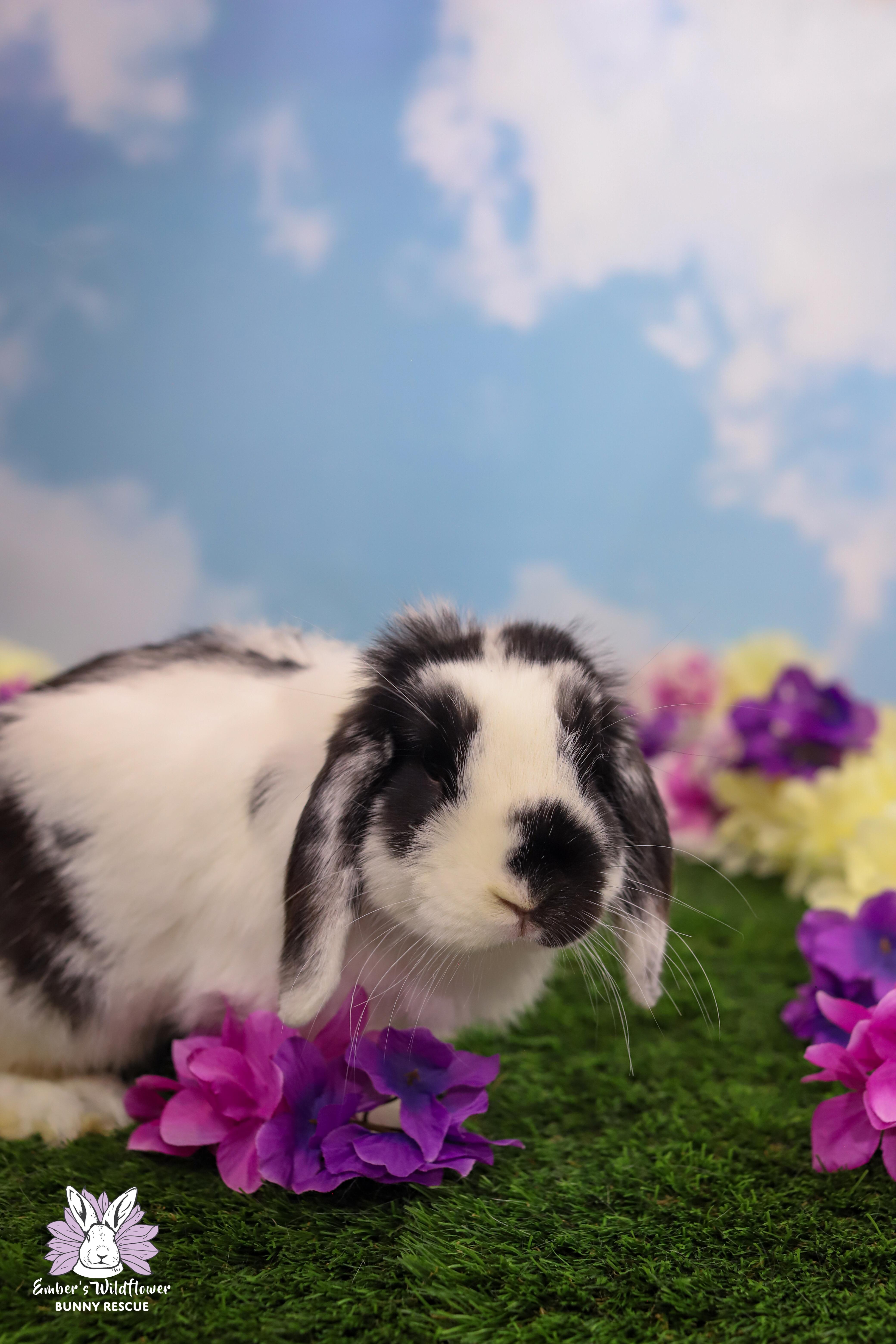 Enlarge Theo & Cocoa, a Adoptable Holland Lop in Redmond, OR image 2/3