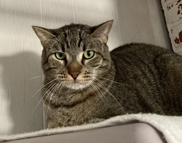 Enlarge Simon, a Adoptable Tiger in Midway City, CA image 3/3