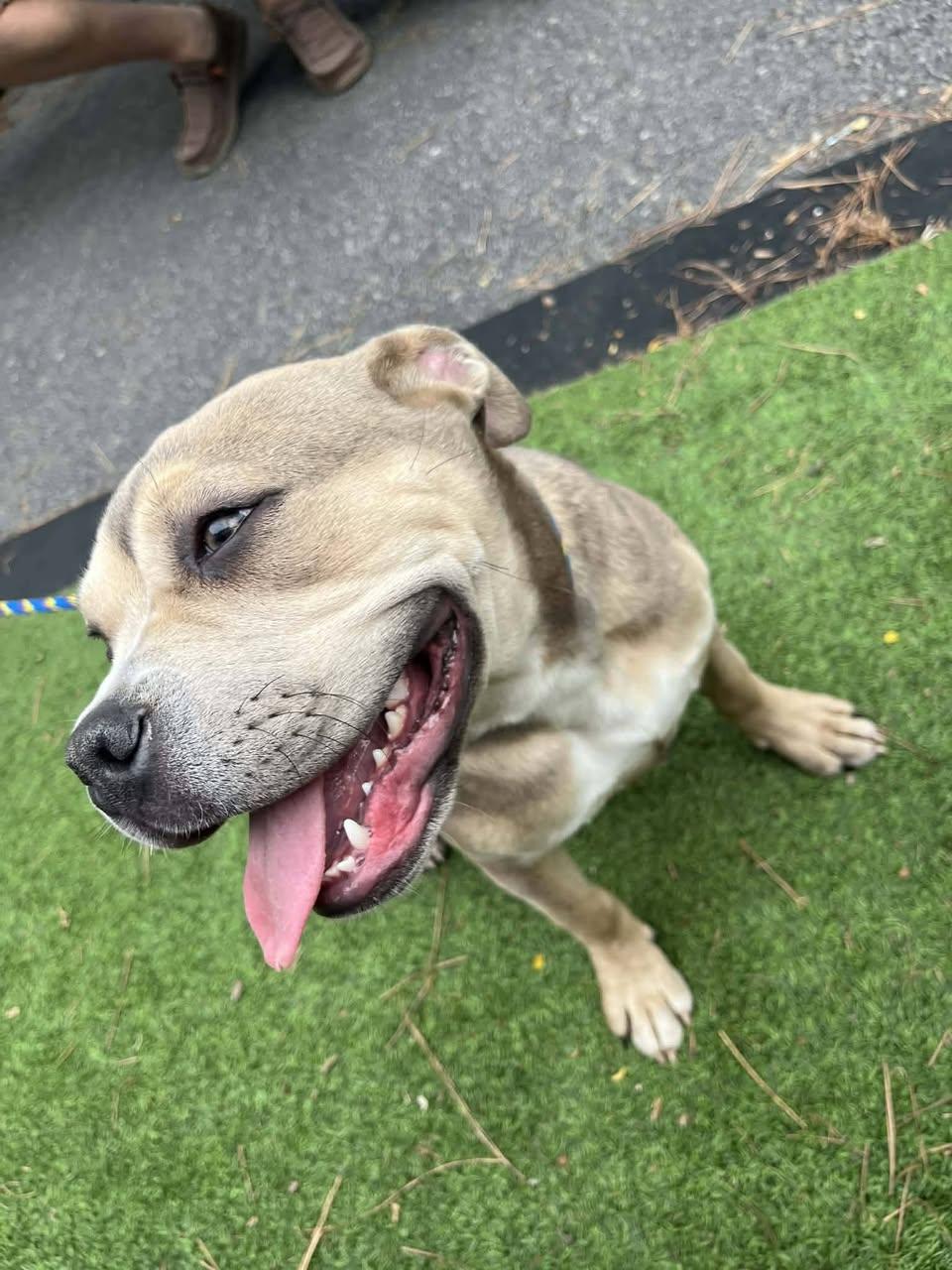 Enlarge Clementine, an adopted mixed breed in Bahama, NC image 3/3