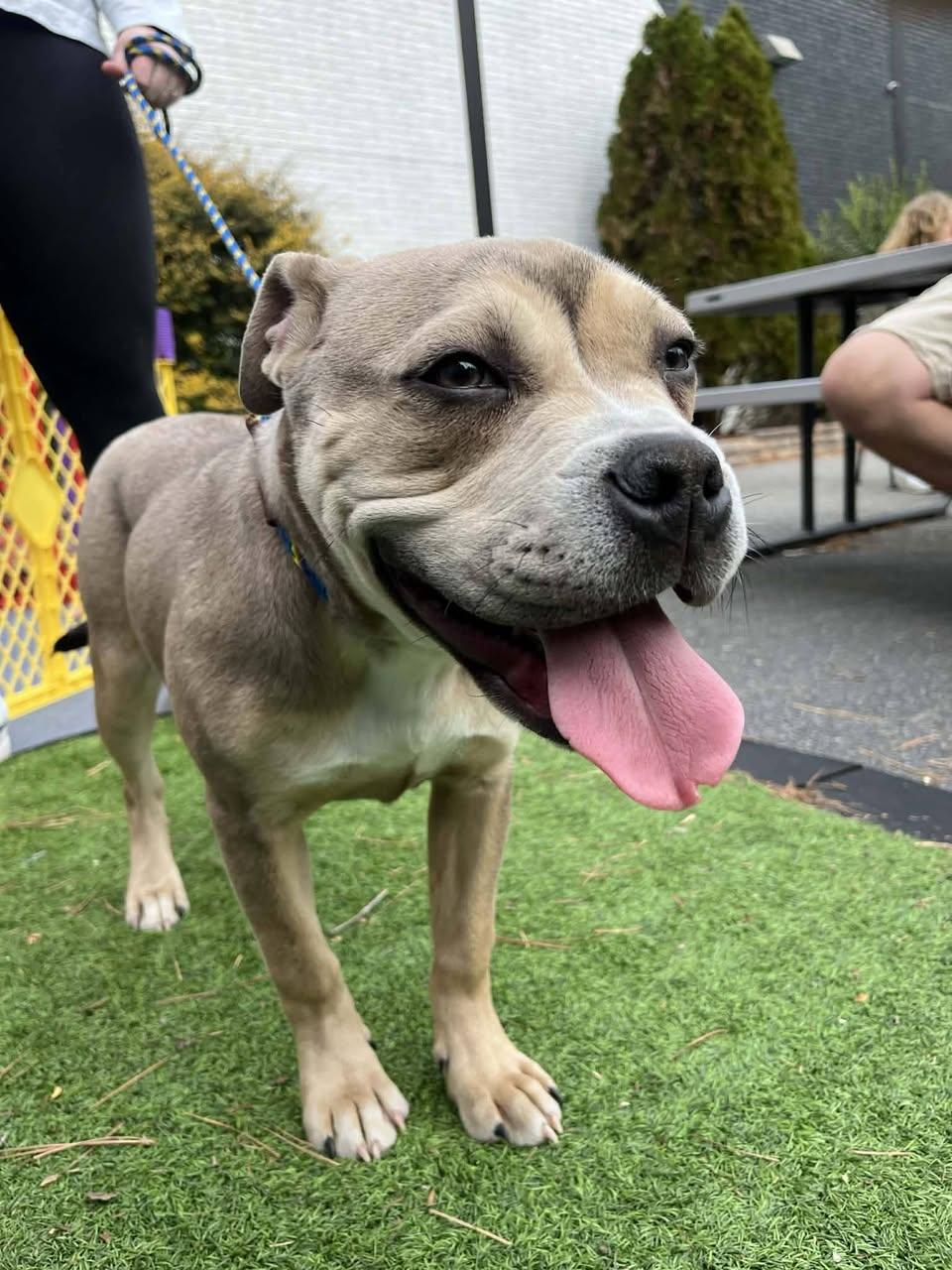 Enlarge Clementine, an adopted mixed breed in Bahama, NC image 2/3