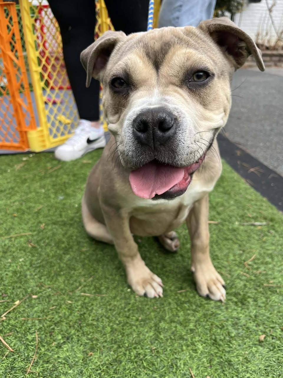 Enlarge Clementine, an adopted mixed breed in Bahama, NC image 1/3