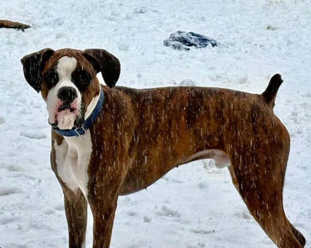 Enlarge Champ, an adopted Boxer in Hamburg, NY image 2/6