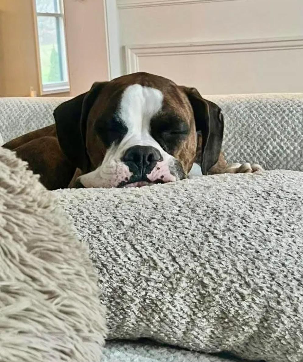 Enlarge Champ, an adopted Boxer in Hamburg, NY image 3/6