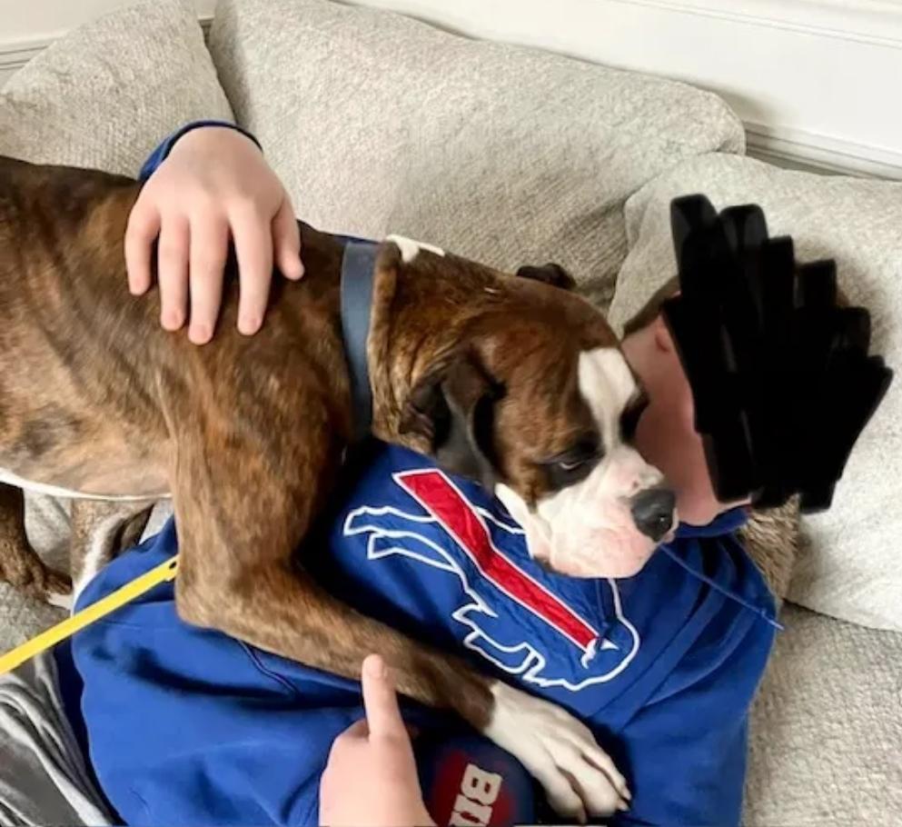 Enlarge Champ, an adopted Boxer in Hamburg, NY image 6/6