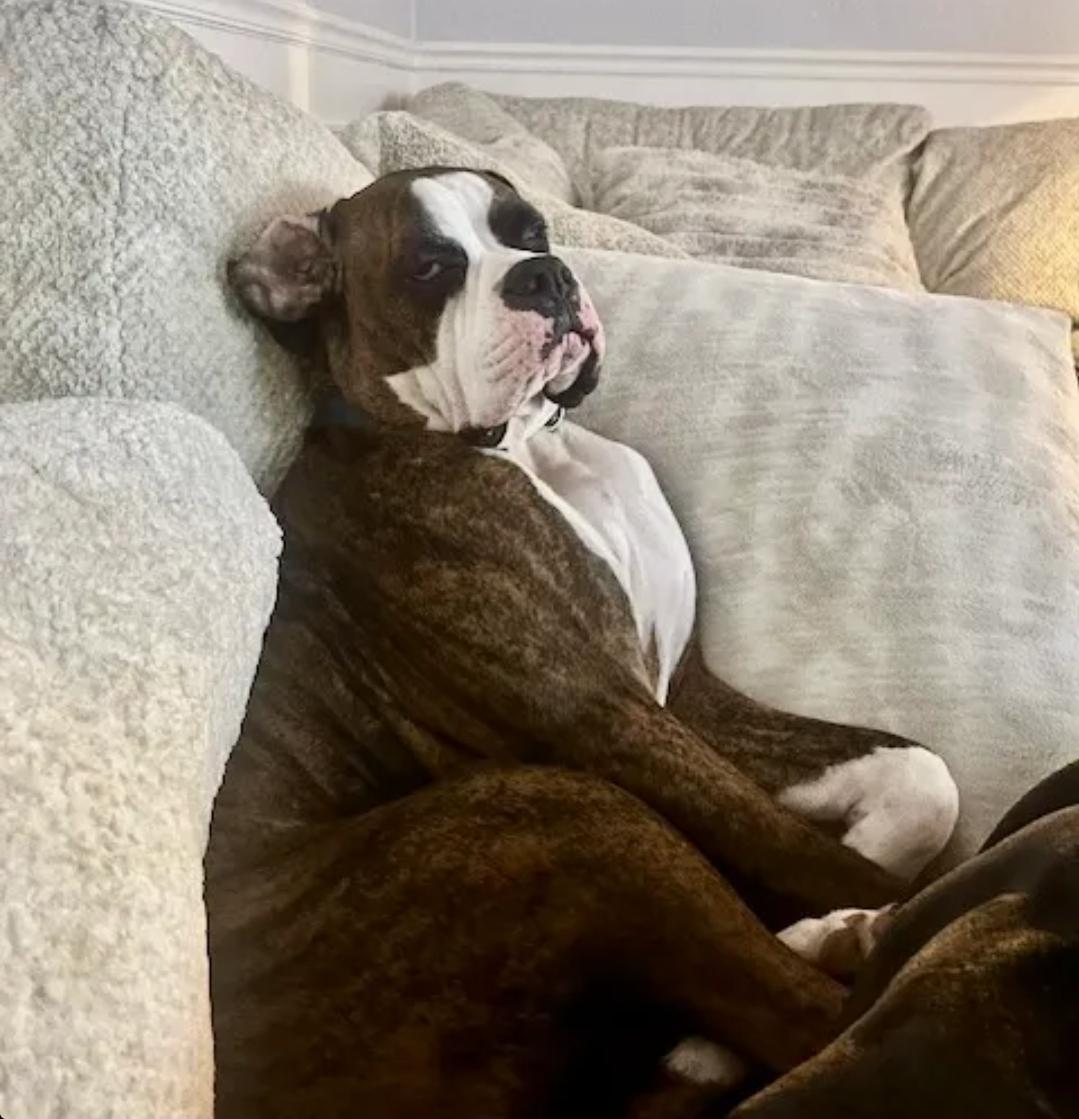 Enlarge Champ, an adopted Boxer in Hamburg, NY image 1/6