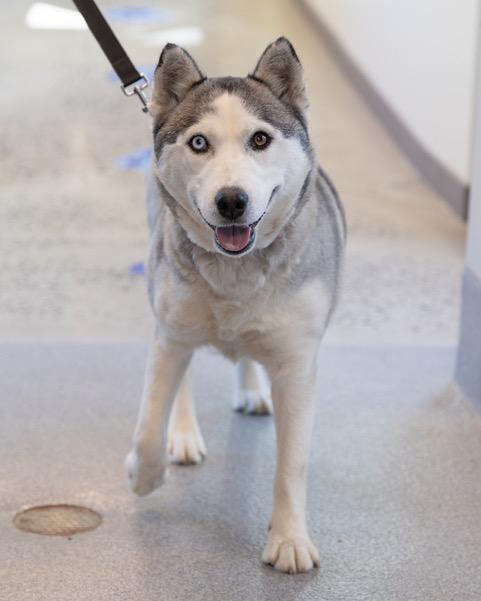 LUNA, Adoptable, Adult Female Siberian Husky.