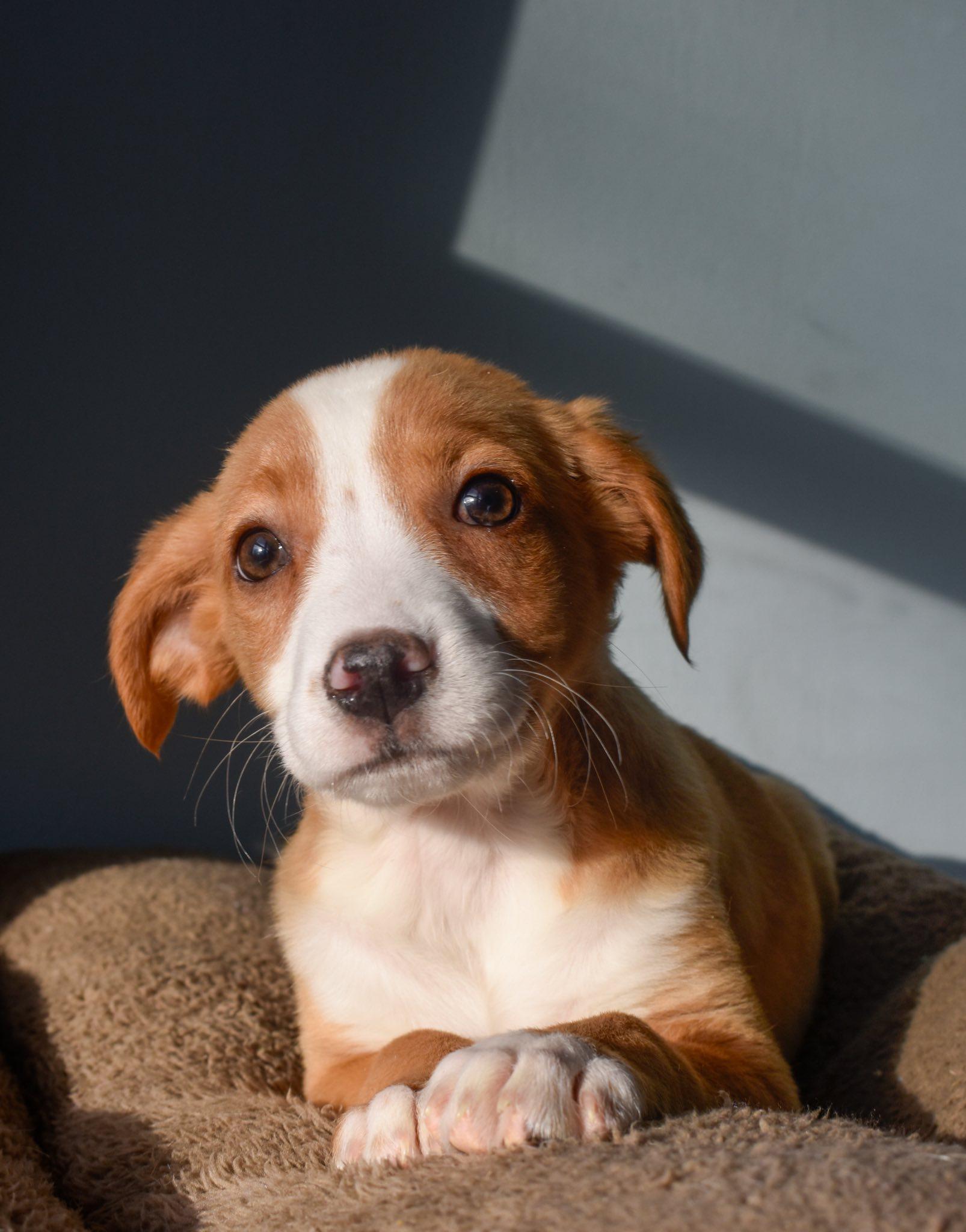 Chili, adopted, Puppy Male Mixed Breed.