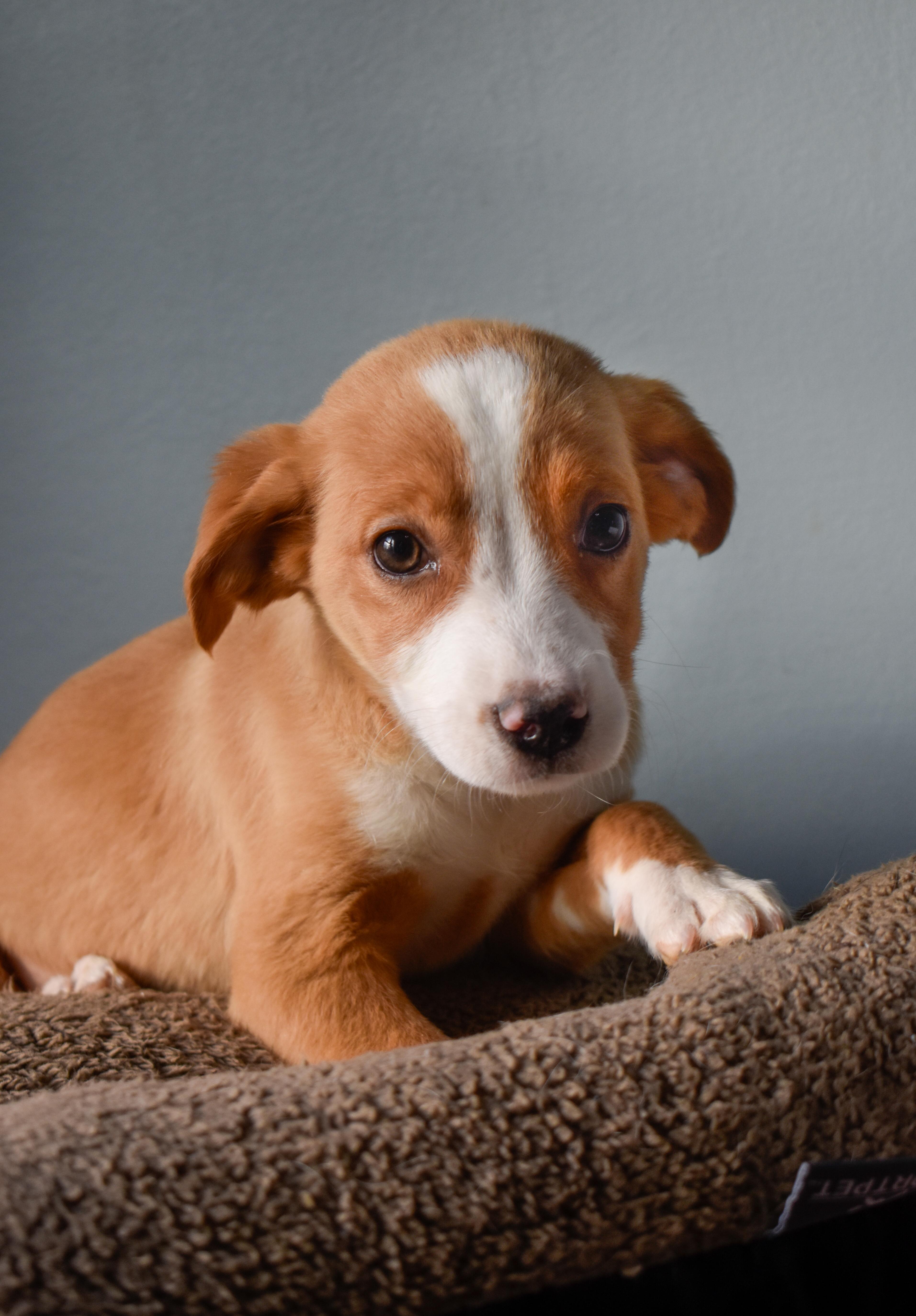 Enlarge Chili, an adopted Mixed Breed in Indianapolis, IN image 3/3