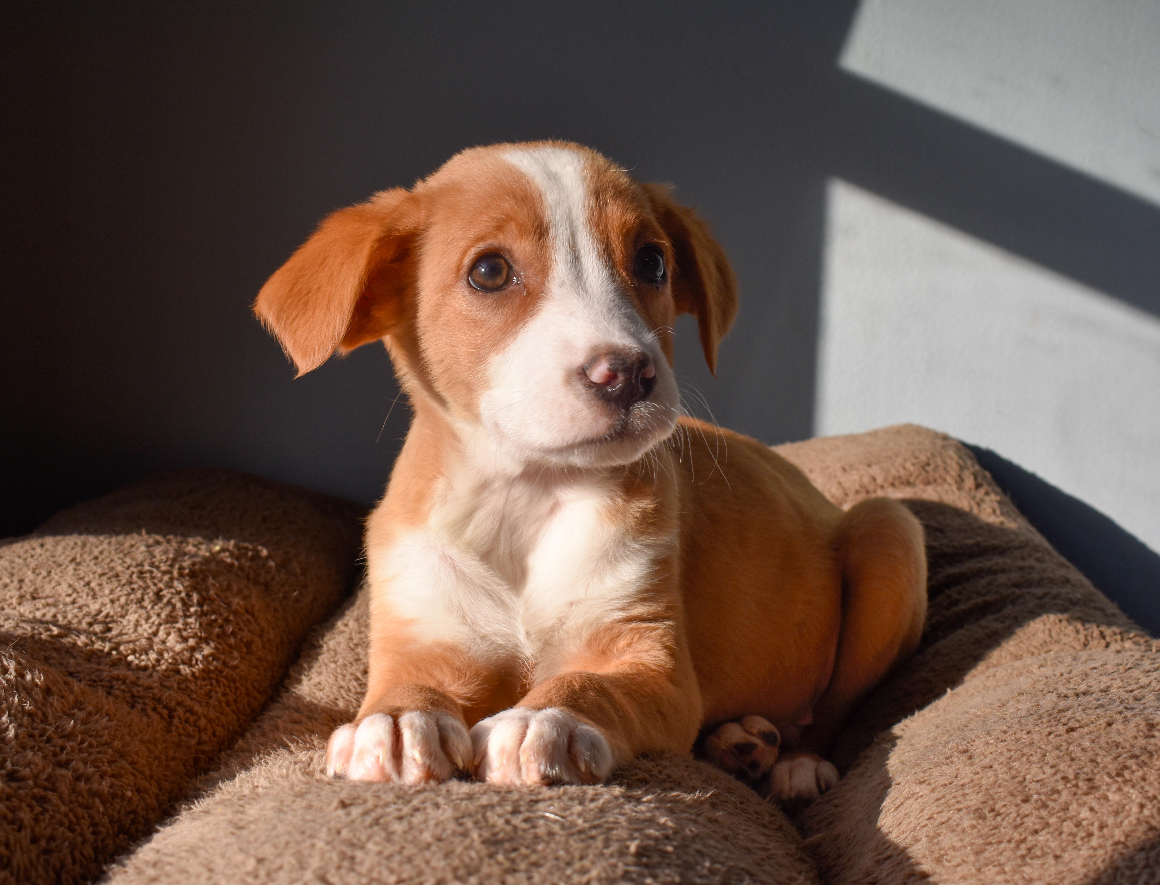 Enlarge Chili, an adopted Mixed Breed in Indianapolis, IN image 2/3