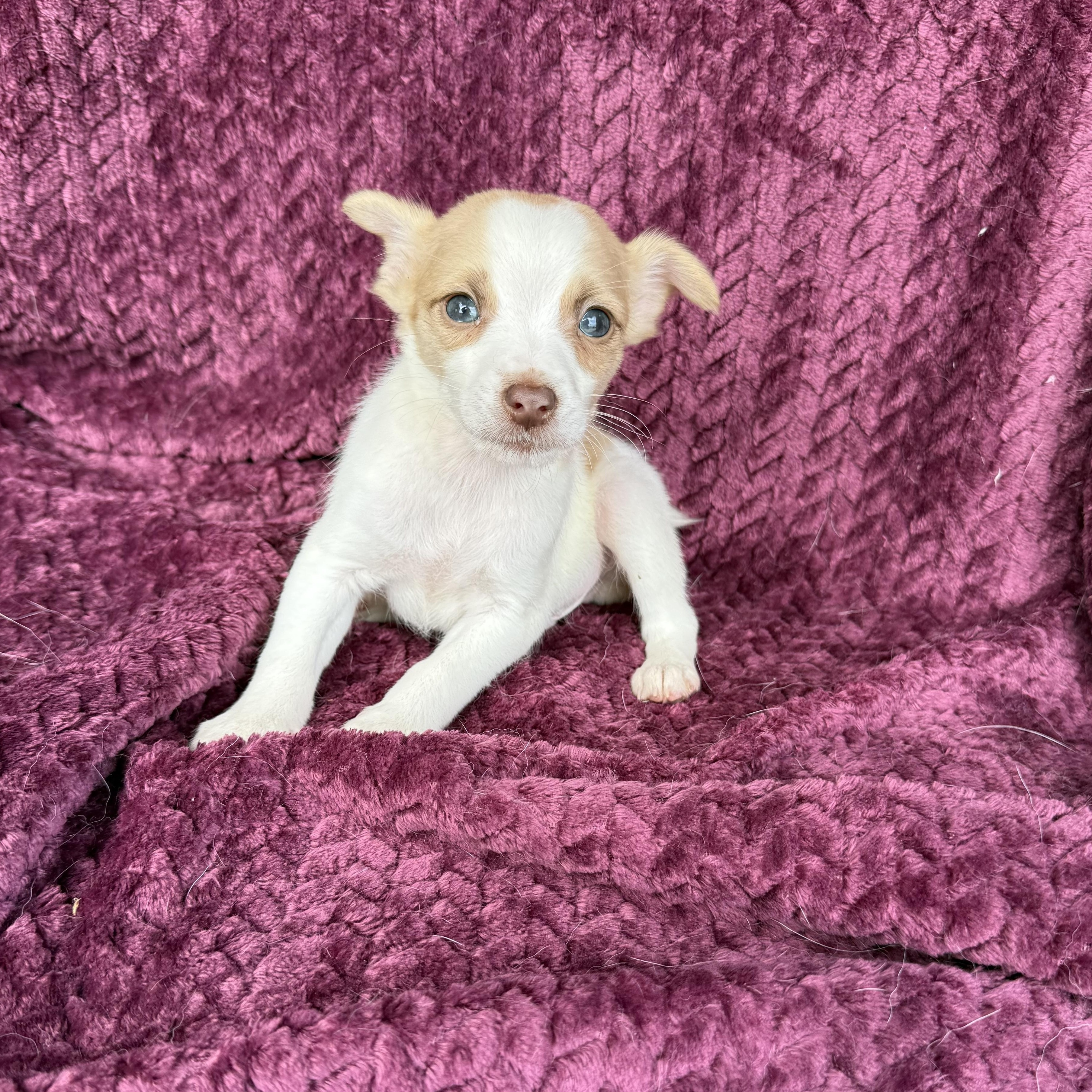 Queso , an adopted mixed breed in Baton Rouge, LA image 2/3