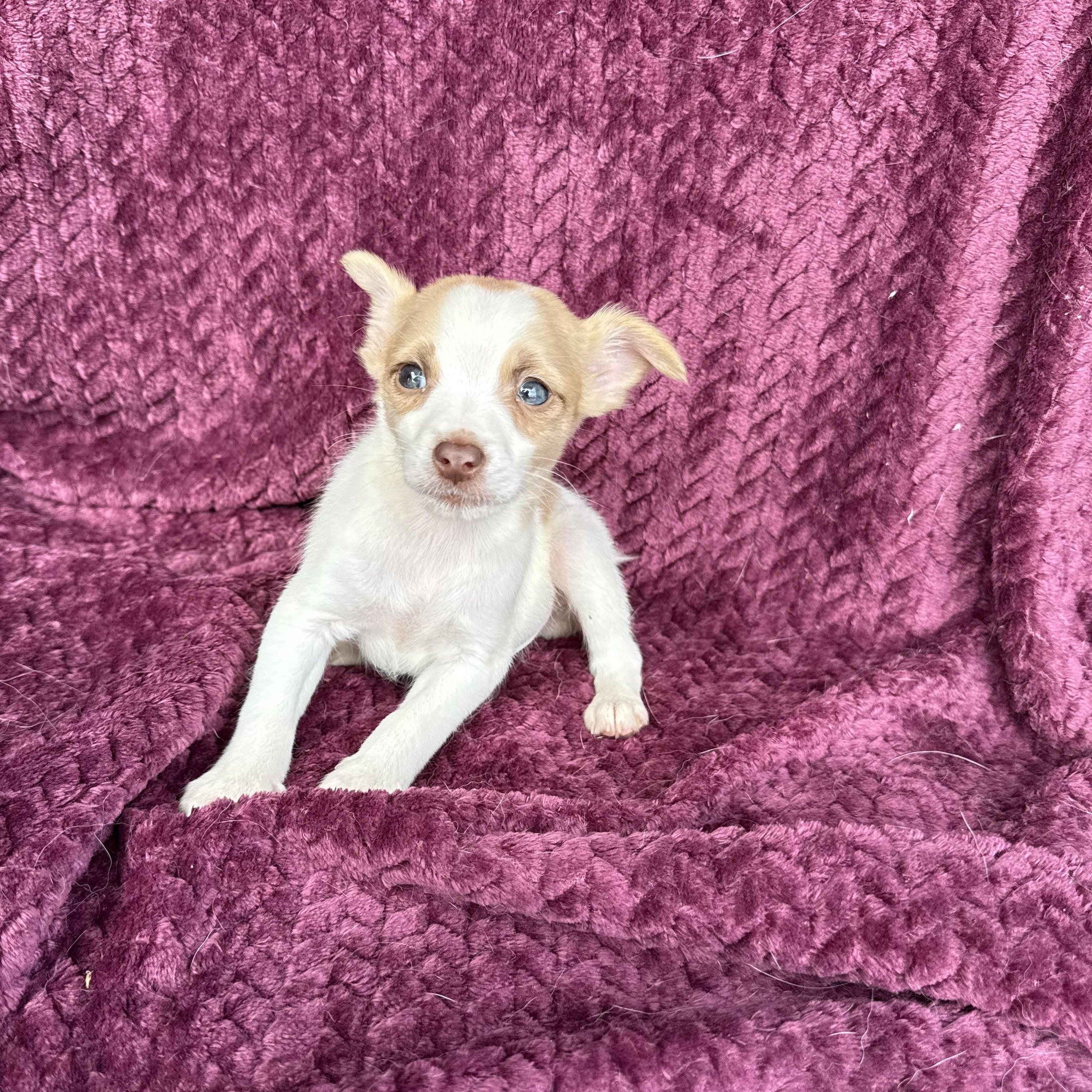 Queso , an adopted mixed breed in Baton Rouge, LA image 3/3