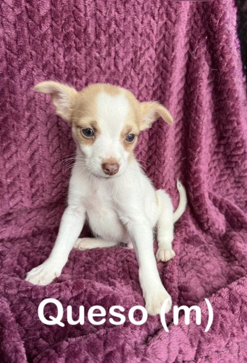 Queso , adopted, Puppy Male Chihuahua.