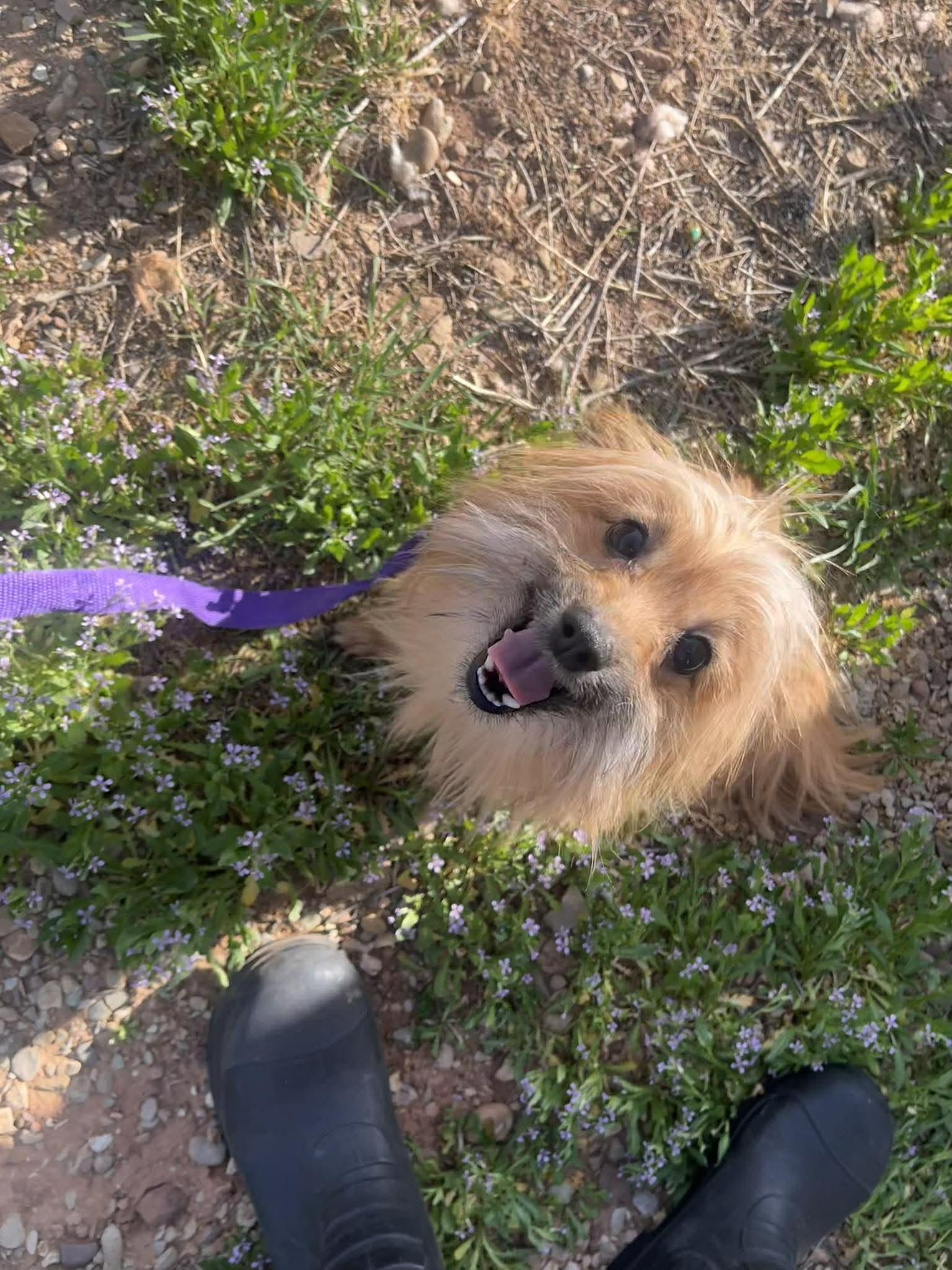 Enlarge Scrat, an adopted mixed breed in Roosevelt, UT image 2/2