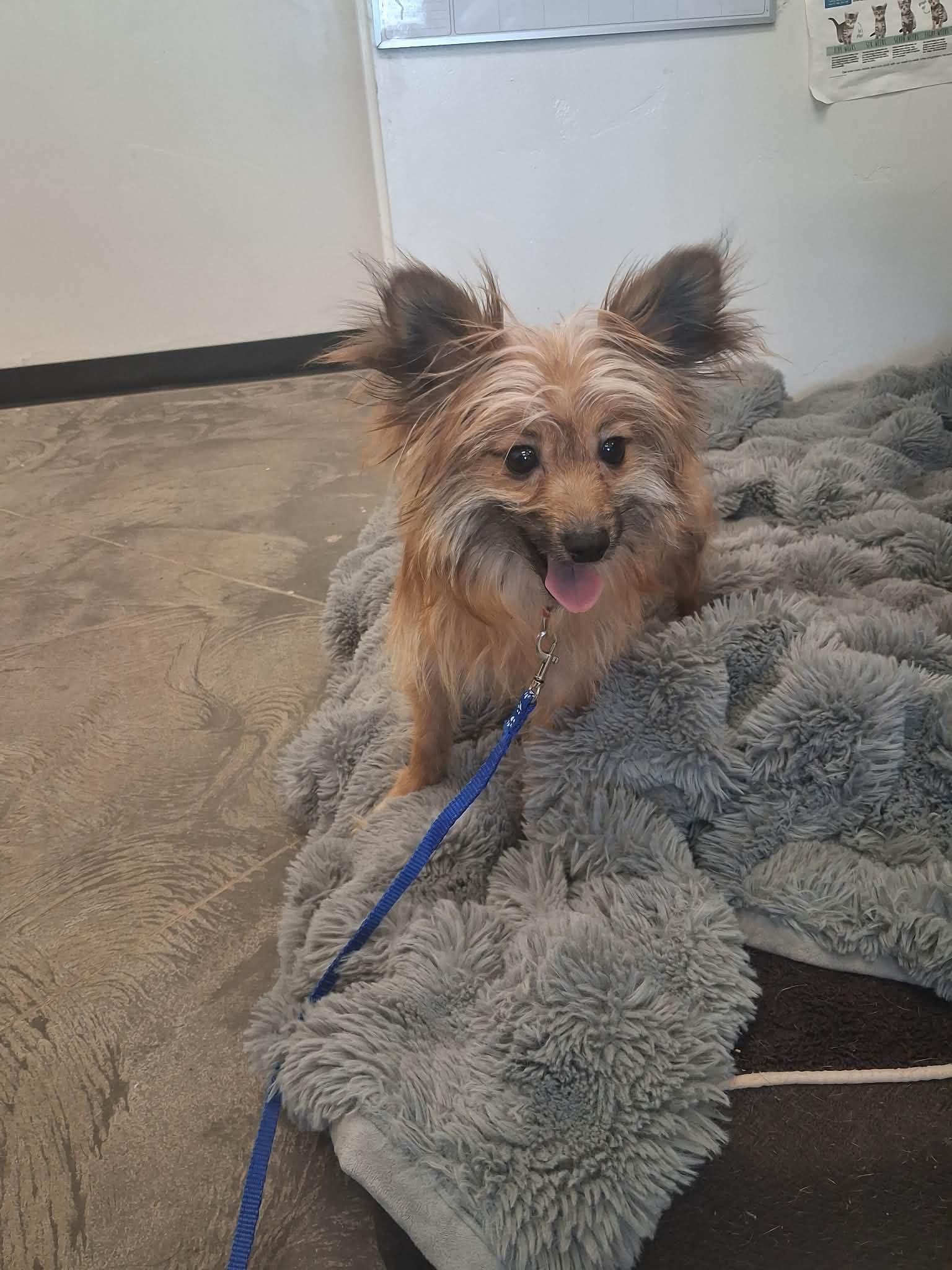 Scrat, adopted, Adult Male Terrier.