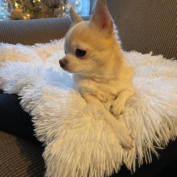 CHARLOTTE, ADOPTABLE, Adult Female Chihuahua.