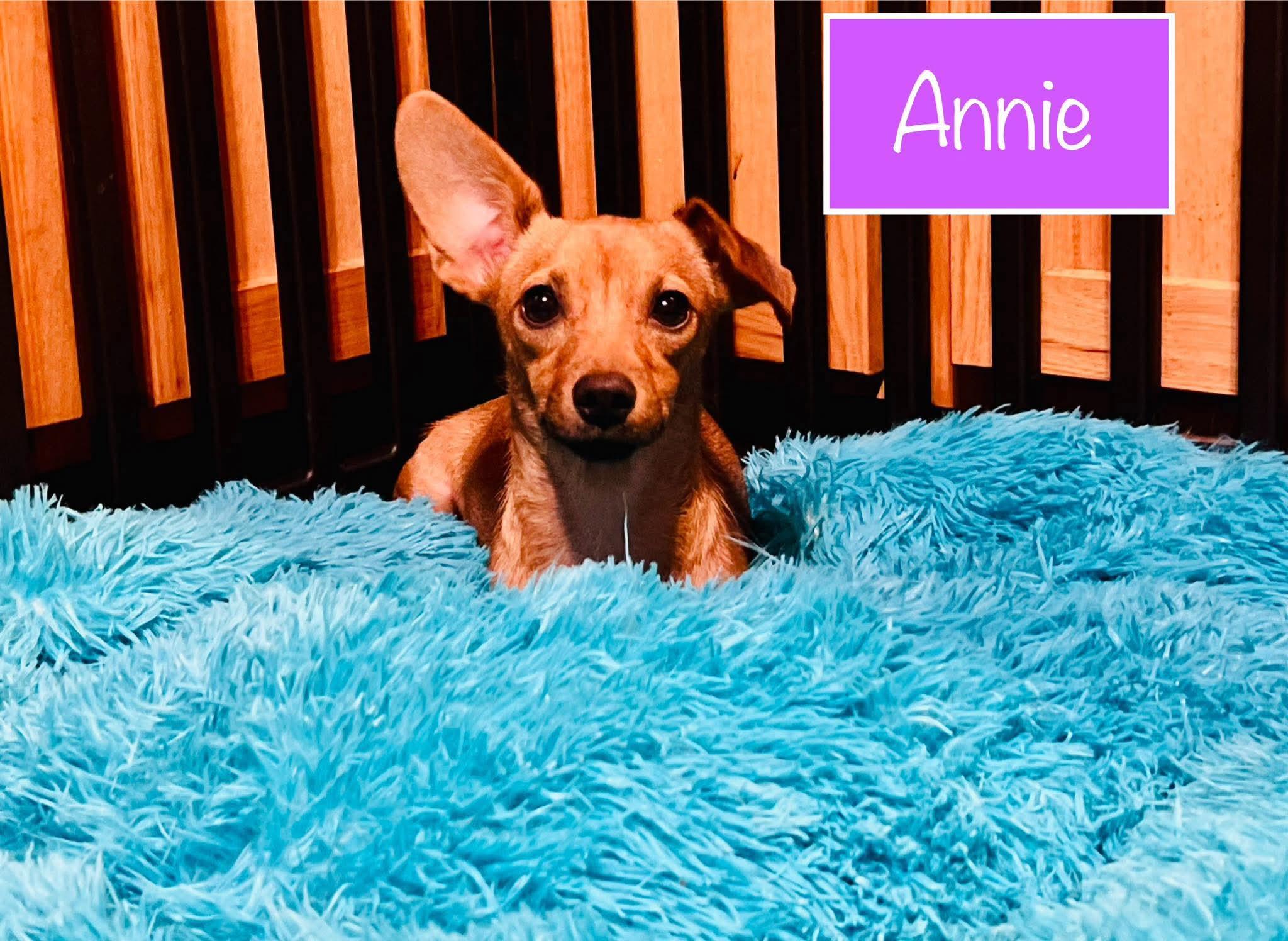 Enlarge Annie , a ADOPTABLE mixed breed in Woolwich, ME image 1/1