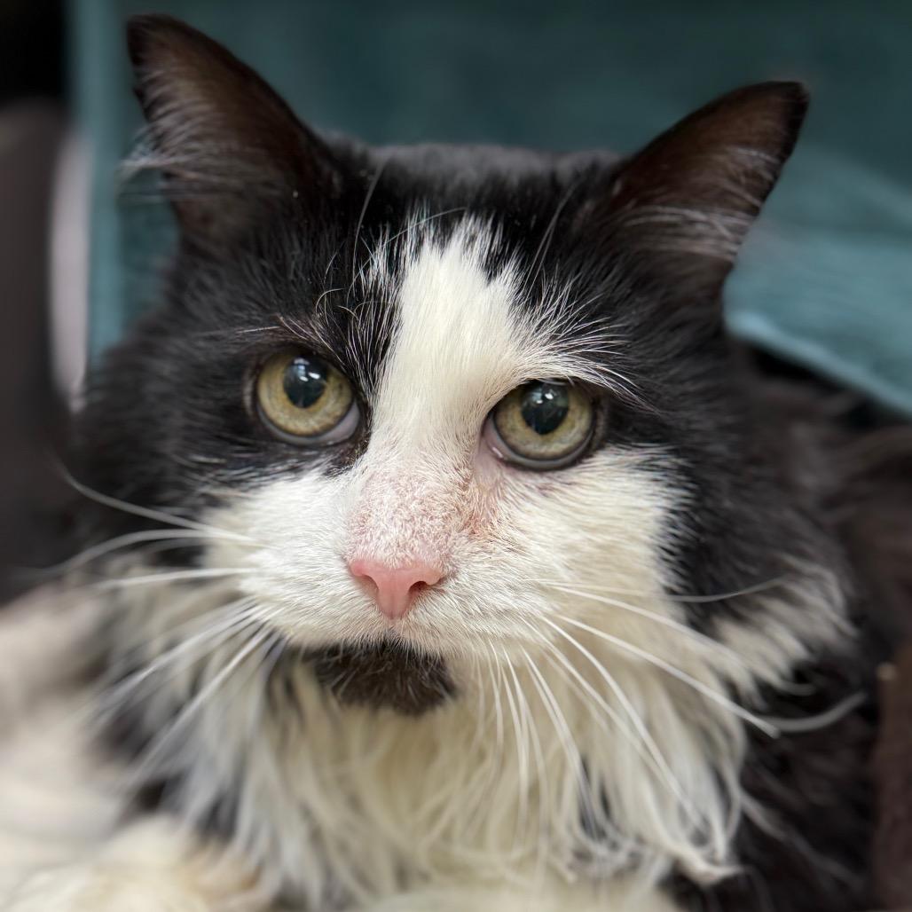 Scout aka Scallop, Adoptable, Senior Male Domestic Short Hair.