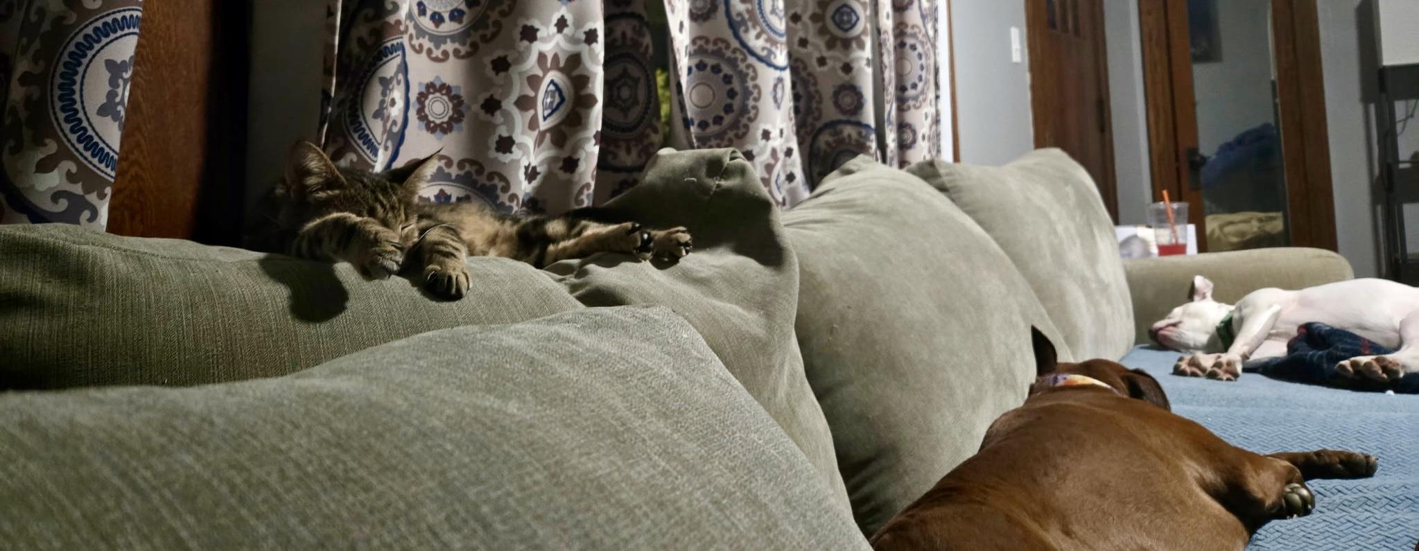 Willow, Adoptable, Adult Female Domestic Short Hair.