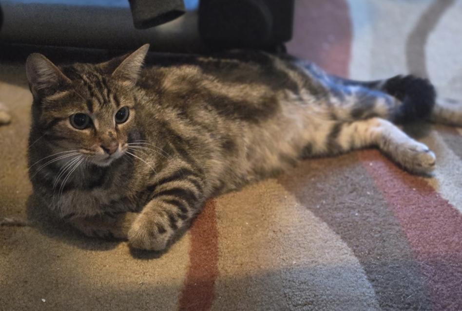 Willow, a Adoptable Domestic Short Hair in Cleveland, OH image 2/6