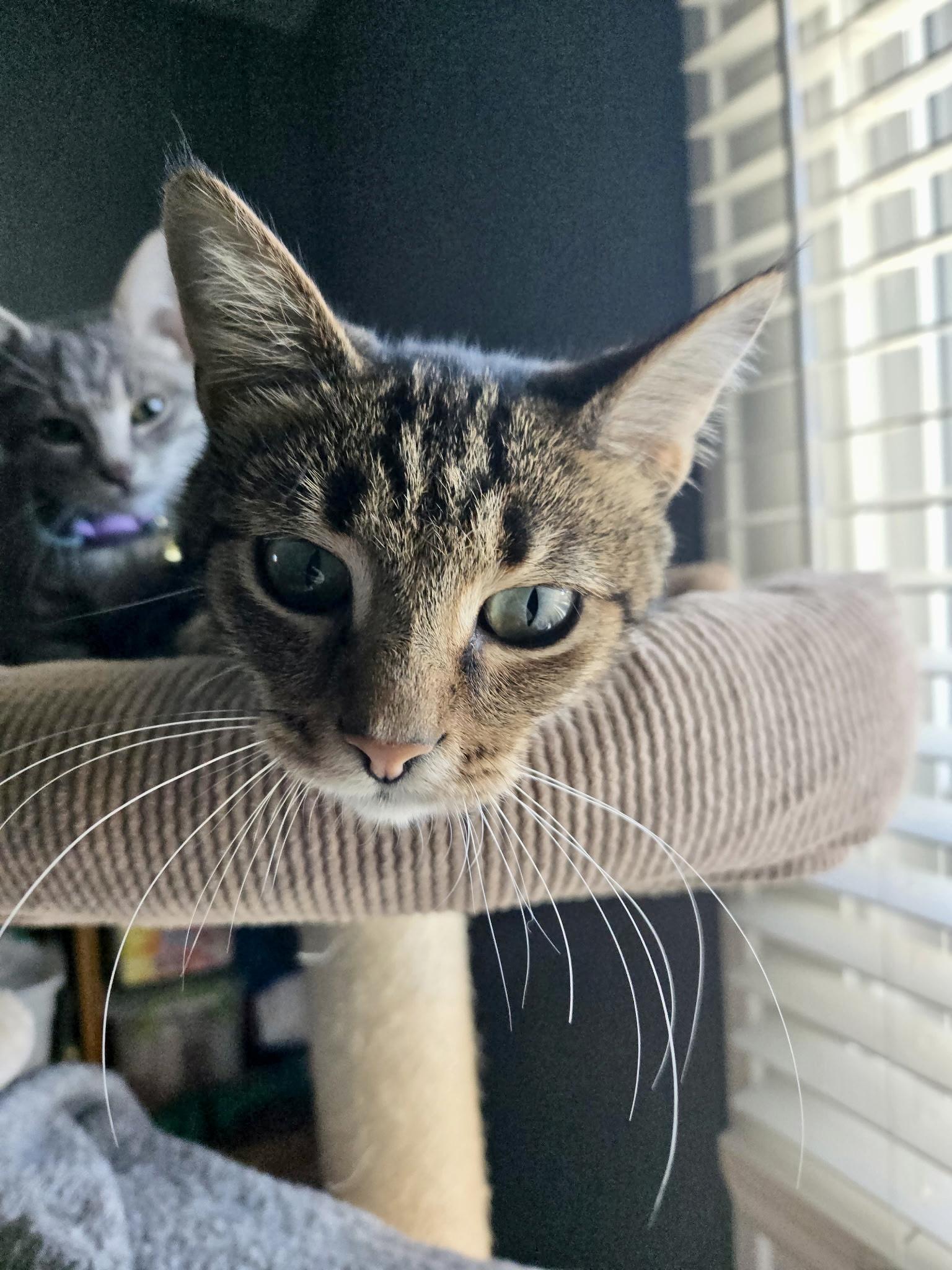 Willow, a Adoptable Domestic Short Hair in Cleveland, OH image 3/6