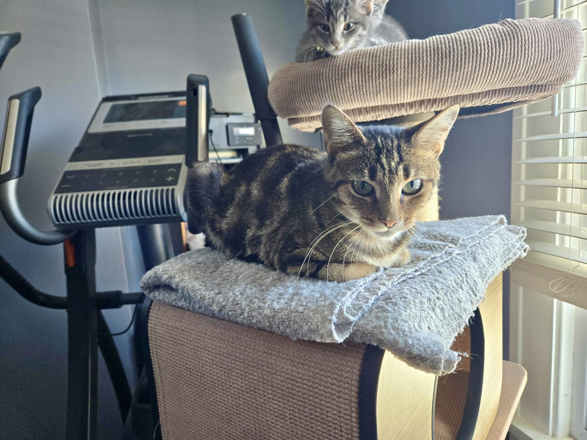 Willow, a Adoptable Domestic Short Hair in Cleveland, OH image 4/6