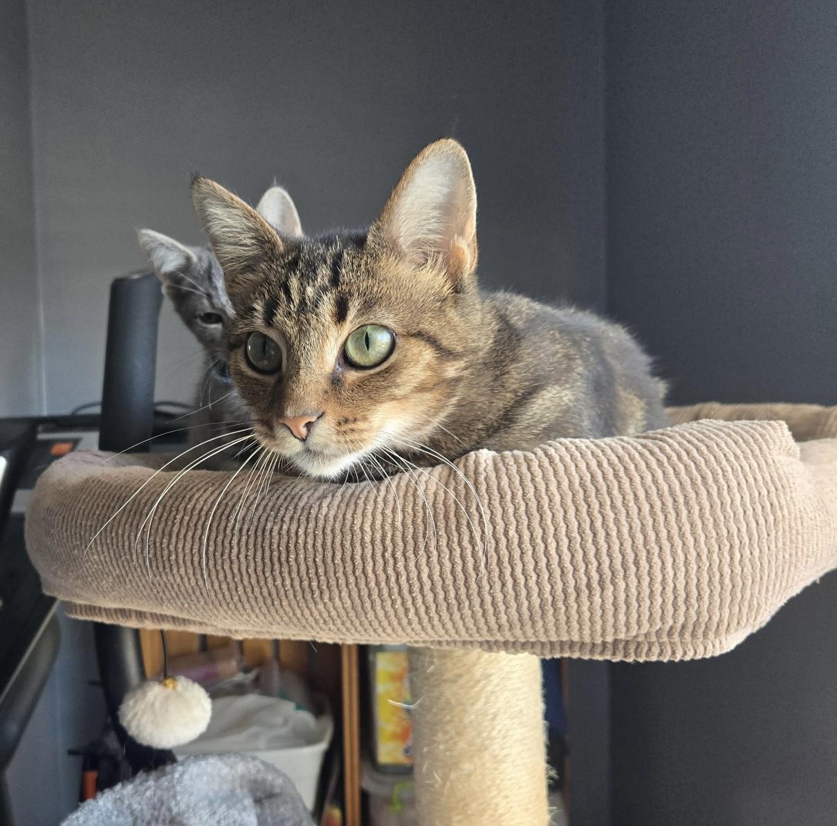 Willow, a Adoptable Domestic Short Hair in Cleveland, OH image 5/6