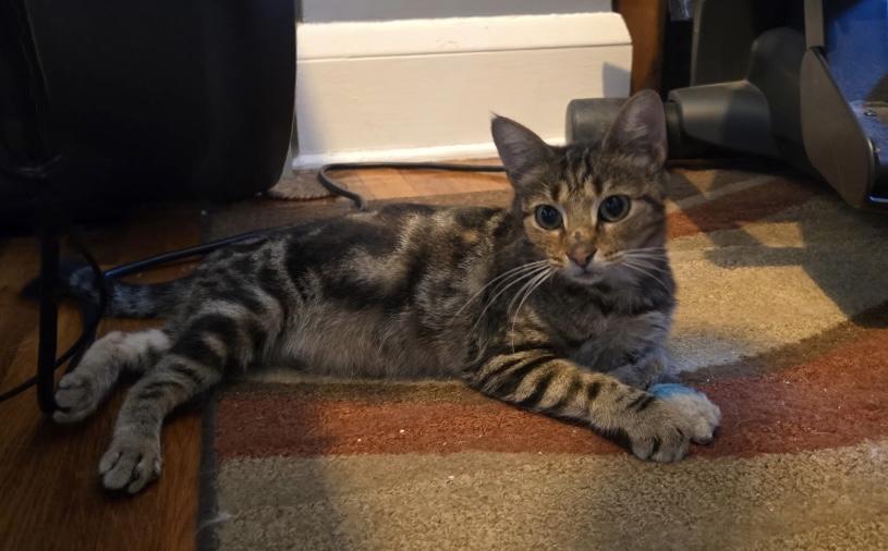 Willow, a Adoptable Domestic Short Hair in Cleveland, OH image 6/6