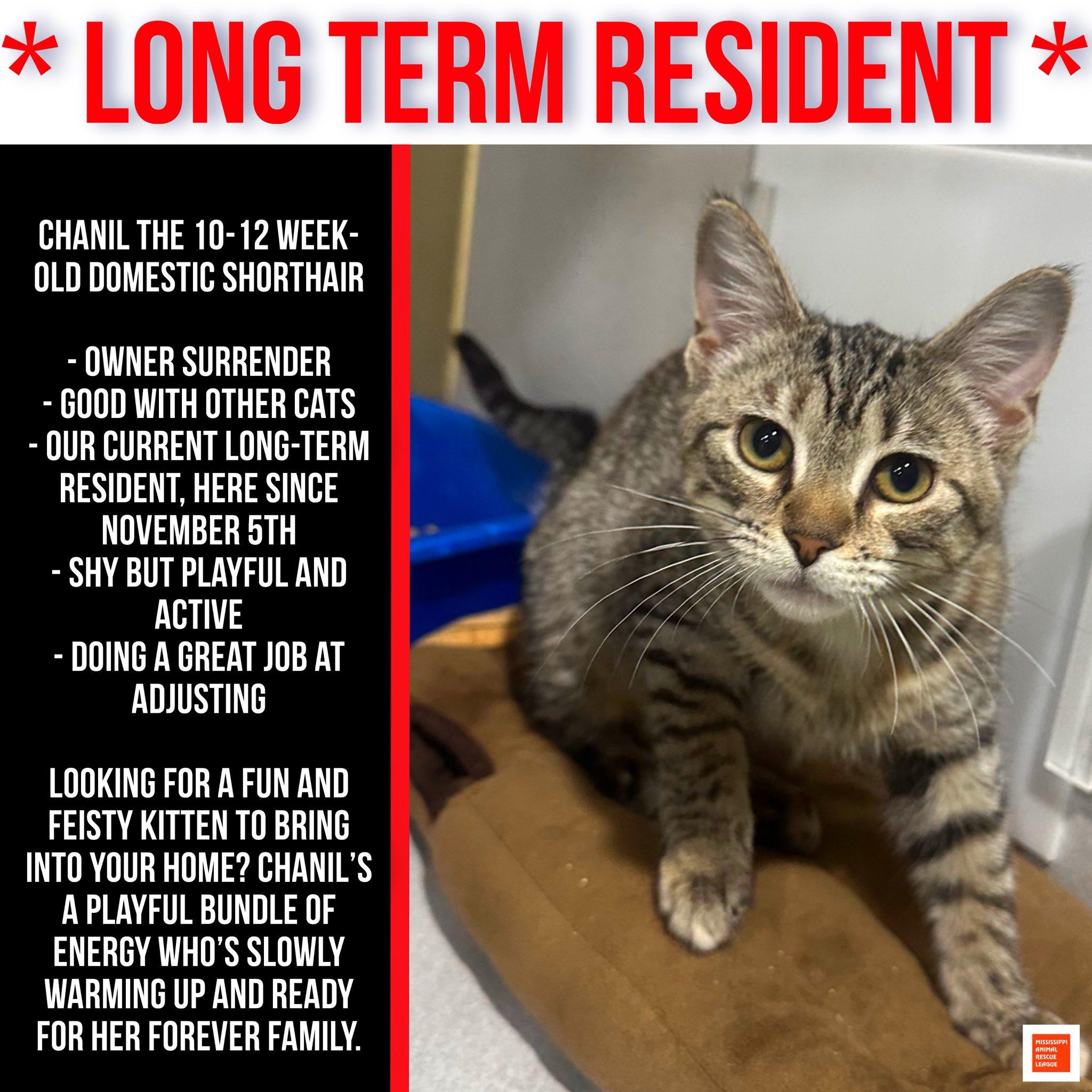 Chanil, ADOPTABLE, Young Female Domestic Short Hair.