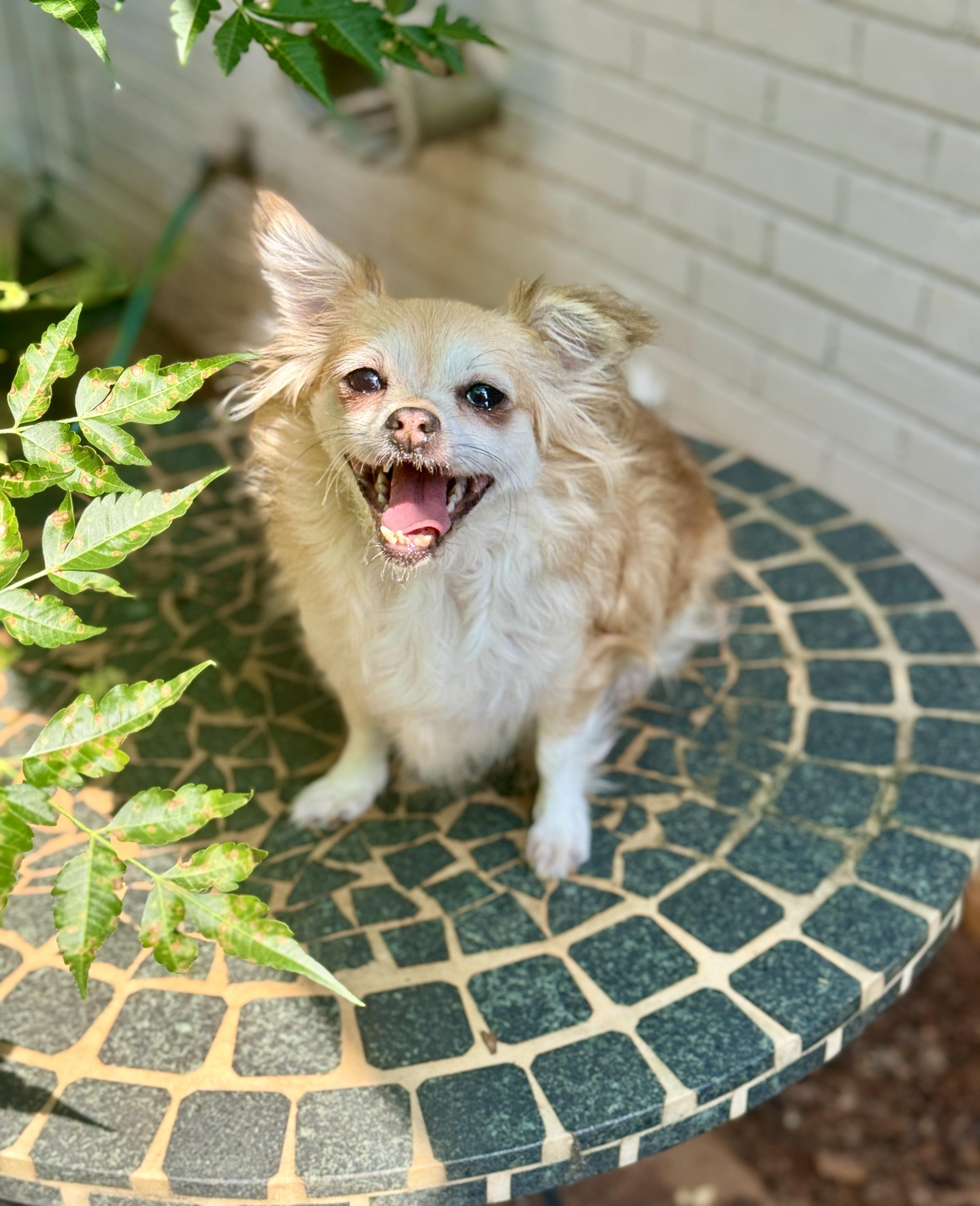 Enlarge Rory, a Adoptable mixed breed in Atlanta, GA image 2/4