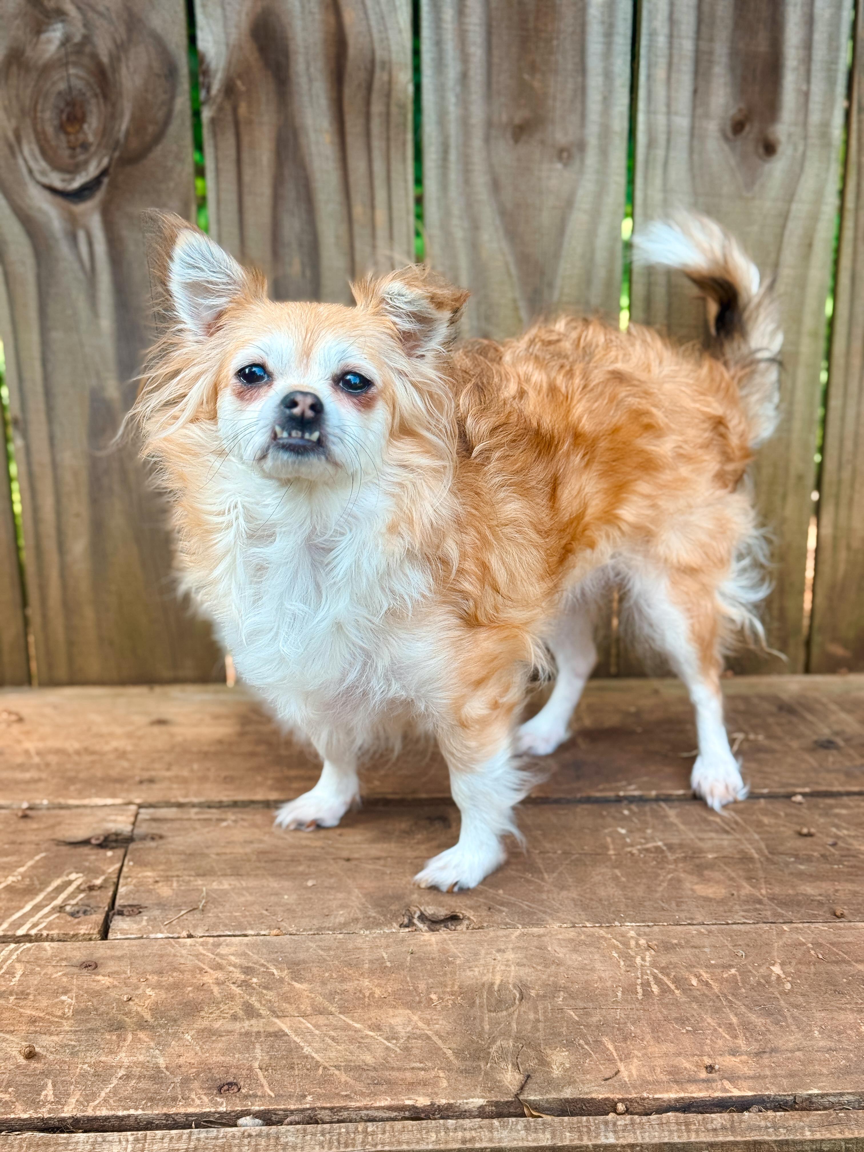 Enlarge Rory, a Adoptable mixed breed in Atlanta, GA image 3/4