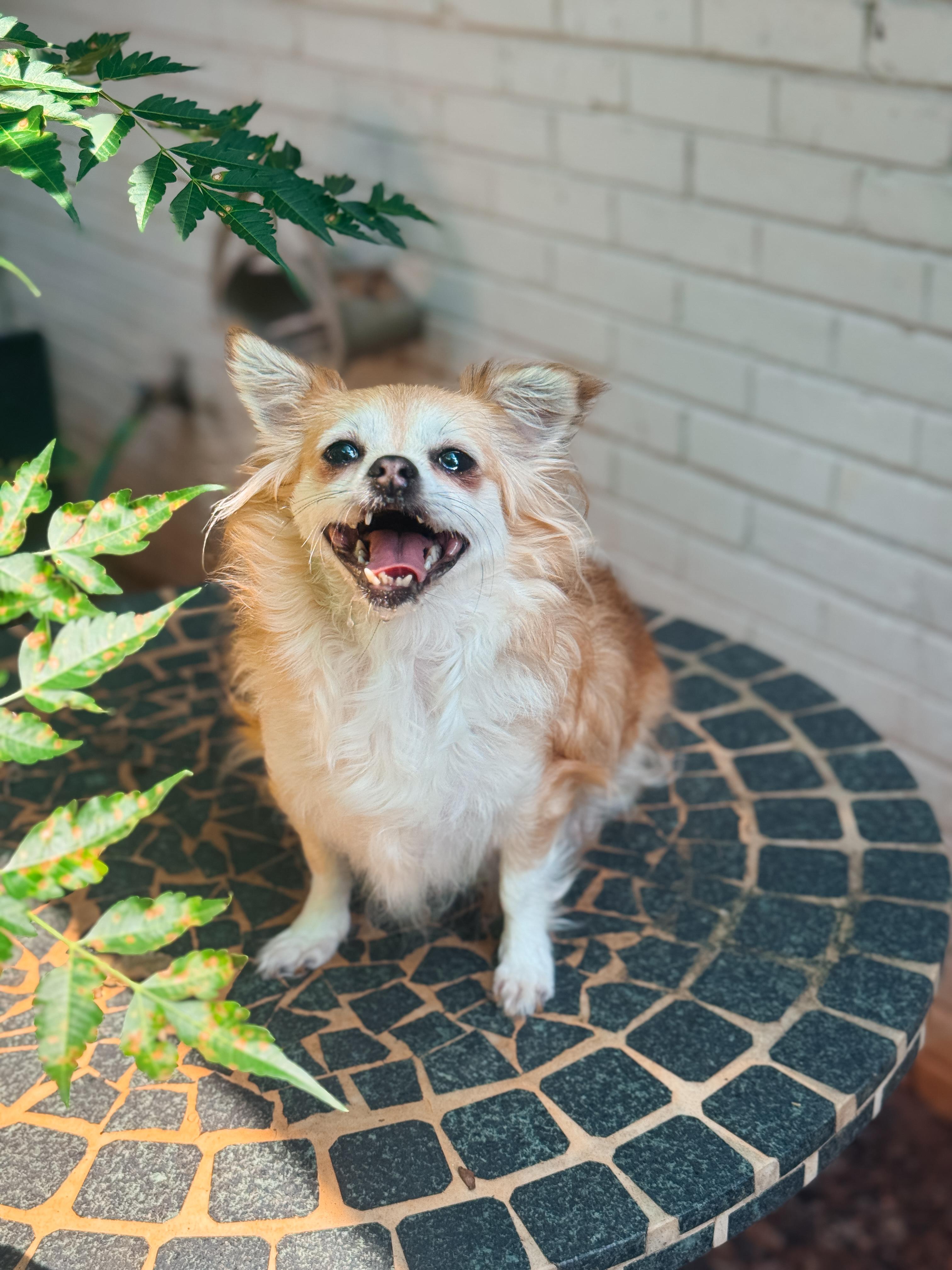 Rory, Adoptable, Young Female Pomeranian & Chihuahua.