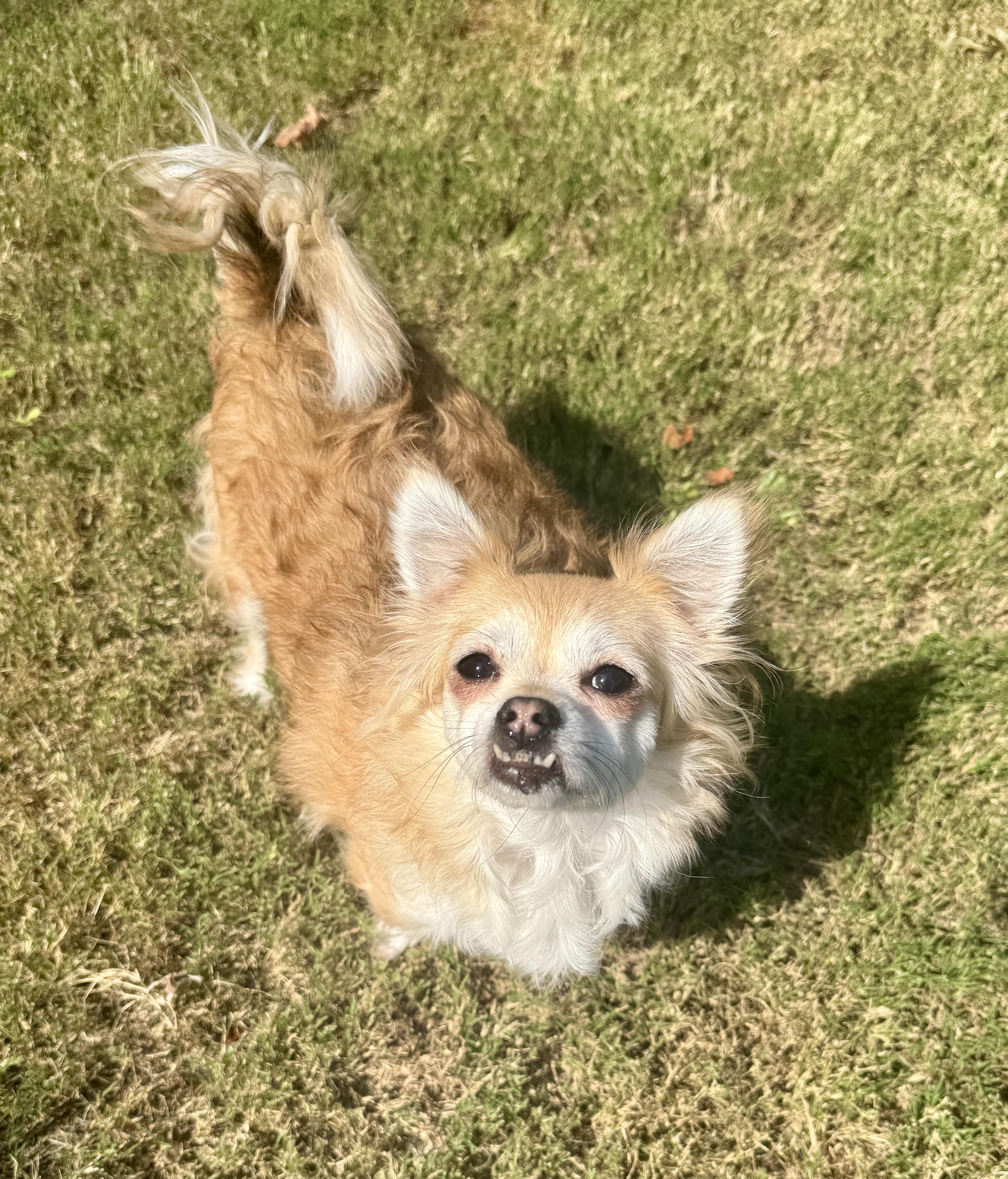 Enlarge Rory, a Adoptable mixed breed in Atlanta, GA image 4/4
