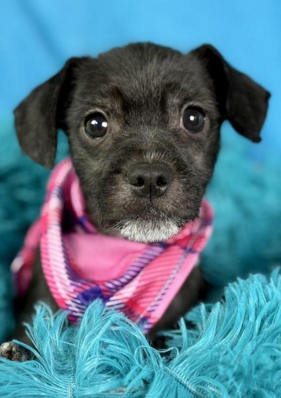 Stella - French Bulldog/Poodle mix