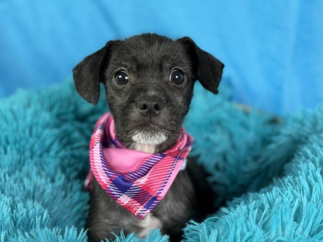 Stella - French Bulldog/Poodle mix