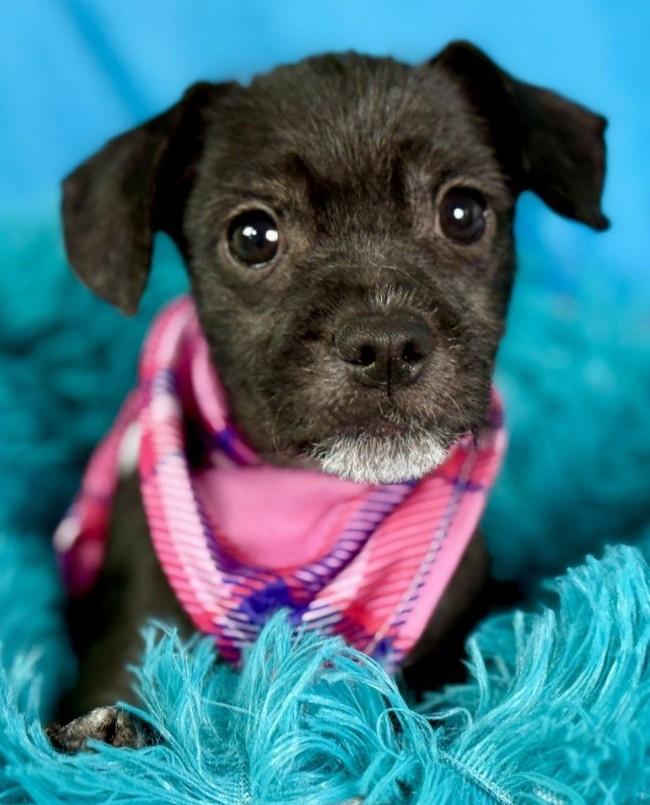 Stella - French Bulldog/Poodle mix