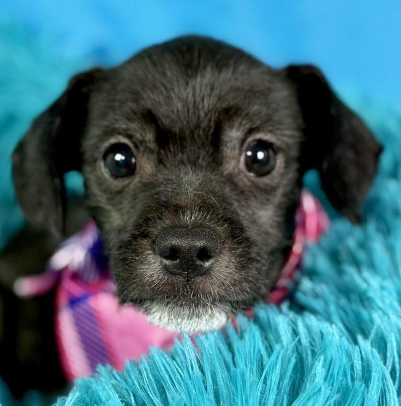 Stella - French Bulldog/Poodle mix