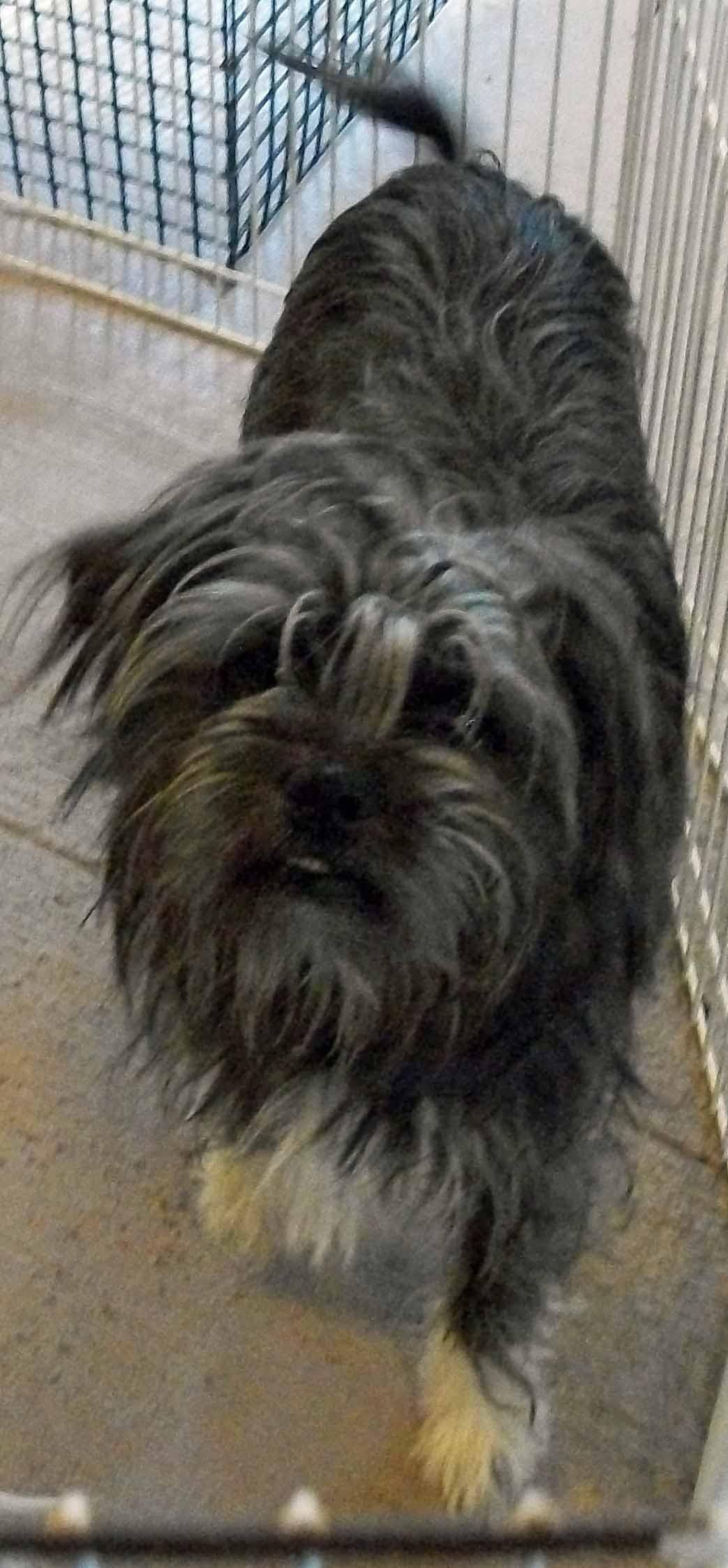 Enlarge Rue, a Adopted mixed breed in Norwood, OH image 1/1