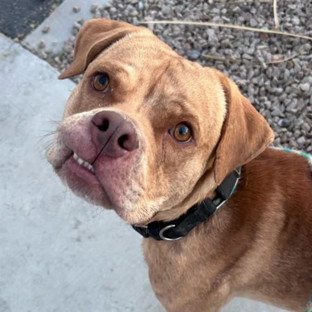 BIBO* — thumbnail 2