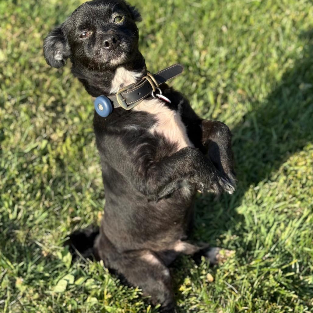 Boone, a Adoptable mixed breed in Southside, TN image 1/6